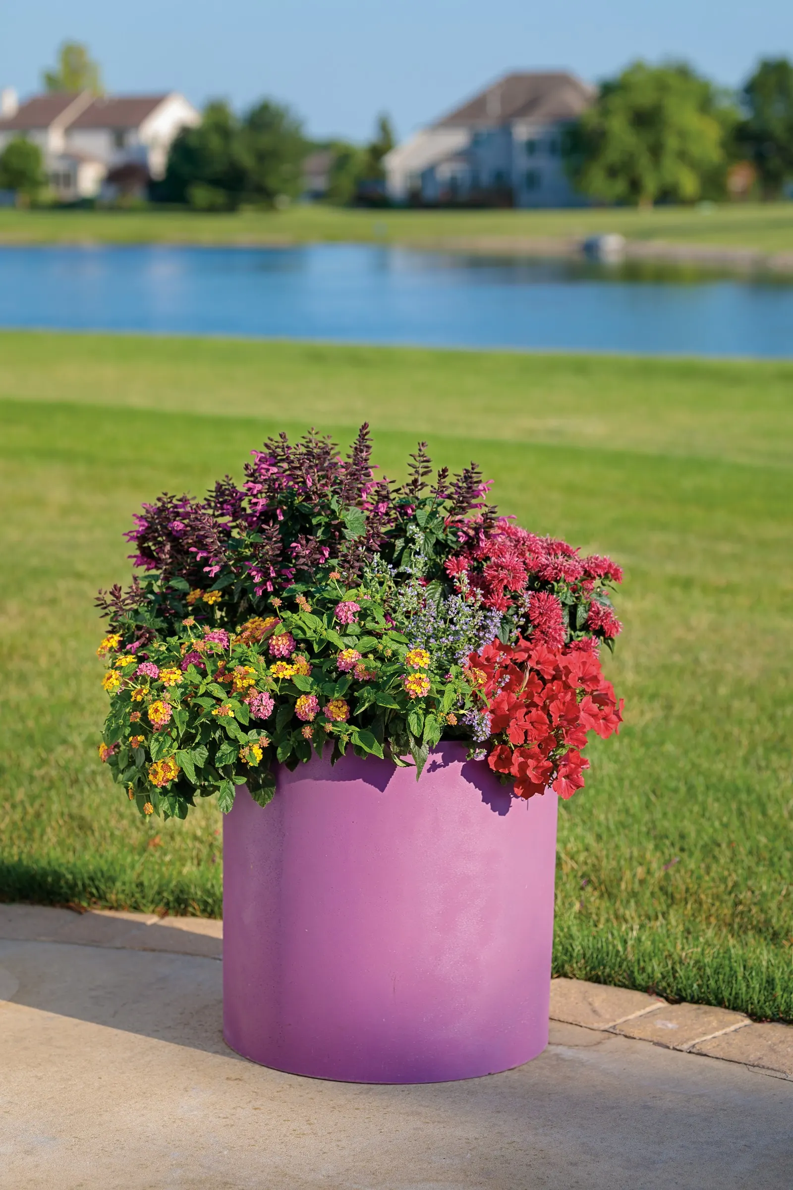 Really Red II Petunia — It grows 4-12 inches tall and spreads 18-24 inches with a mounding, trailing habit