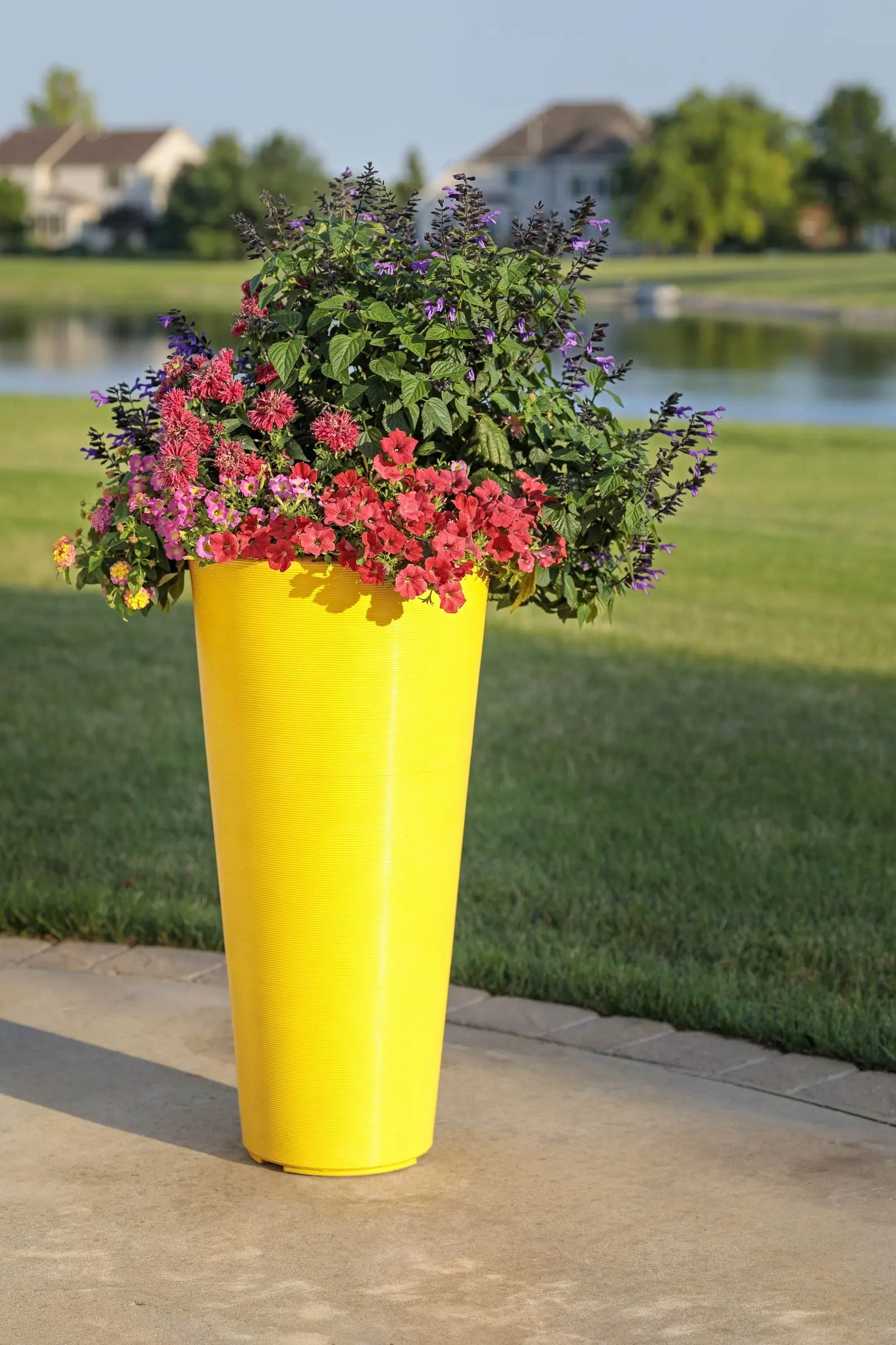 Really Red II Petunia — In frost-free or mild winter climates it is hardy in USDA Zones 9a through 11b