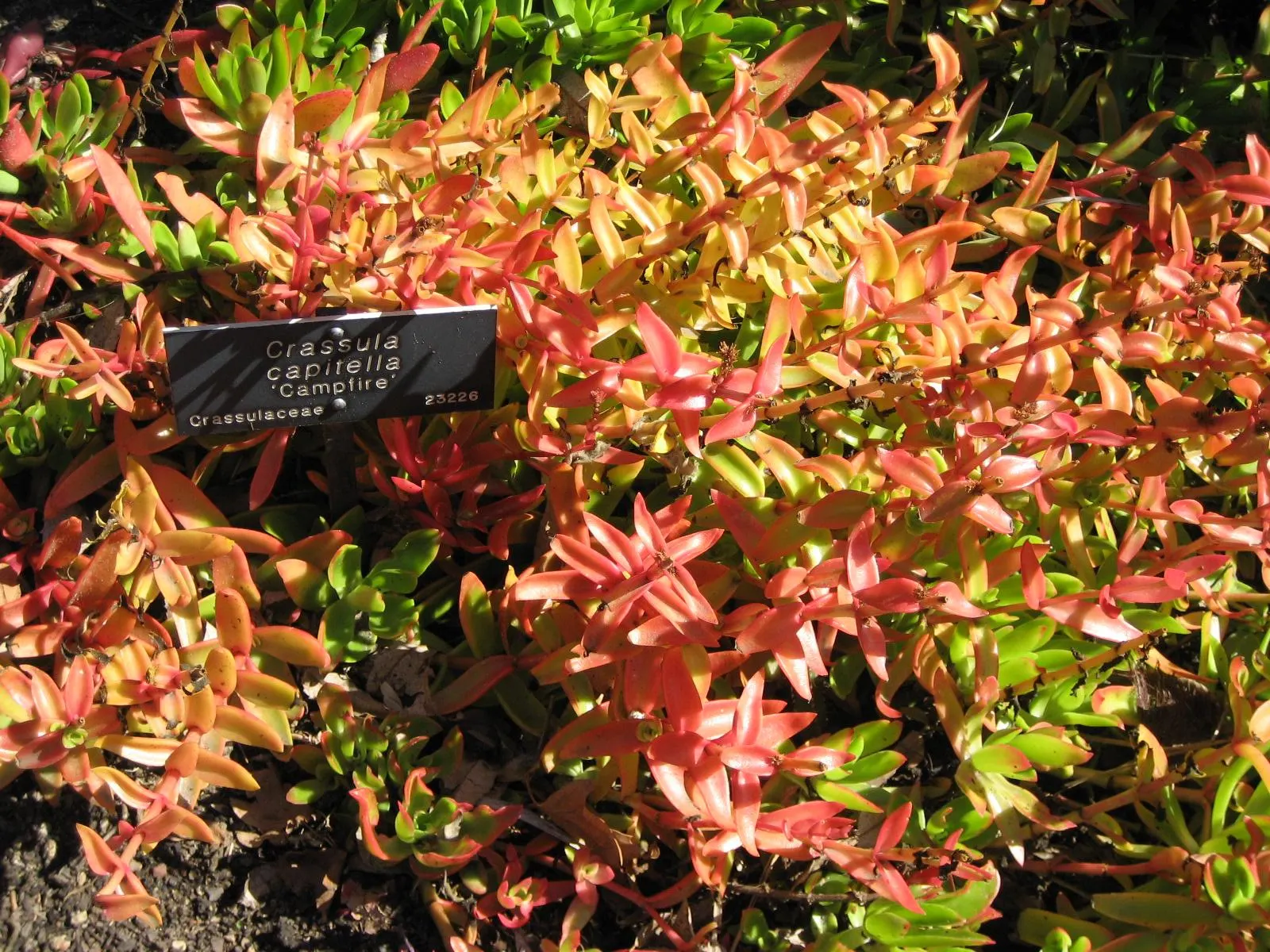Campfire Crassula (Crassula Capitella 'Campfire') — It grows up to 6 inches tall and spreads 2-3 feet wide
