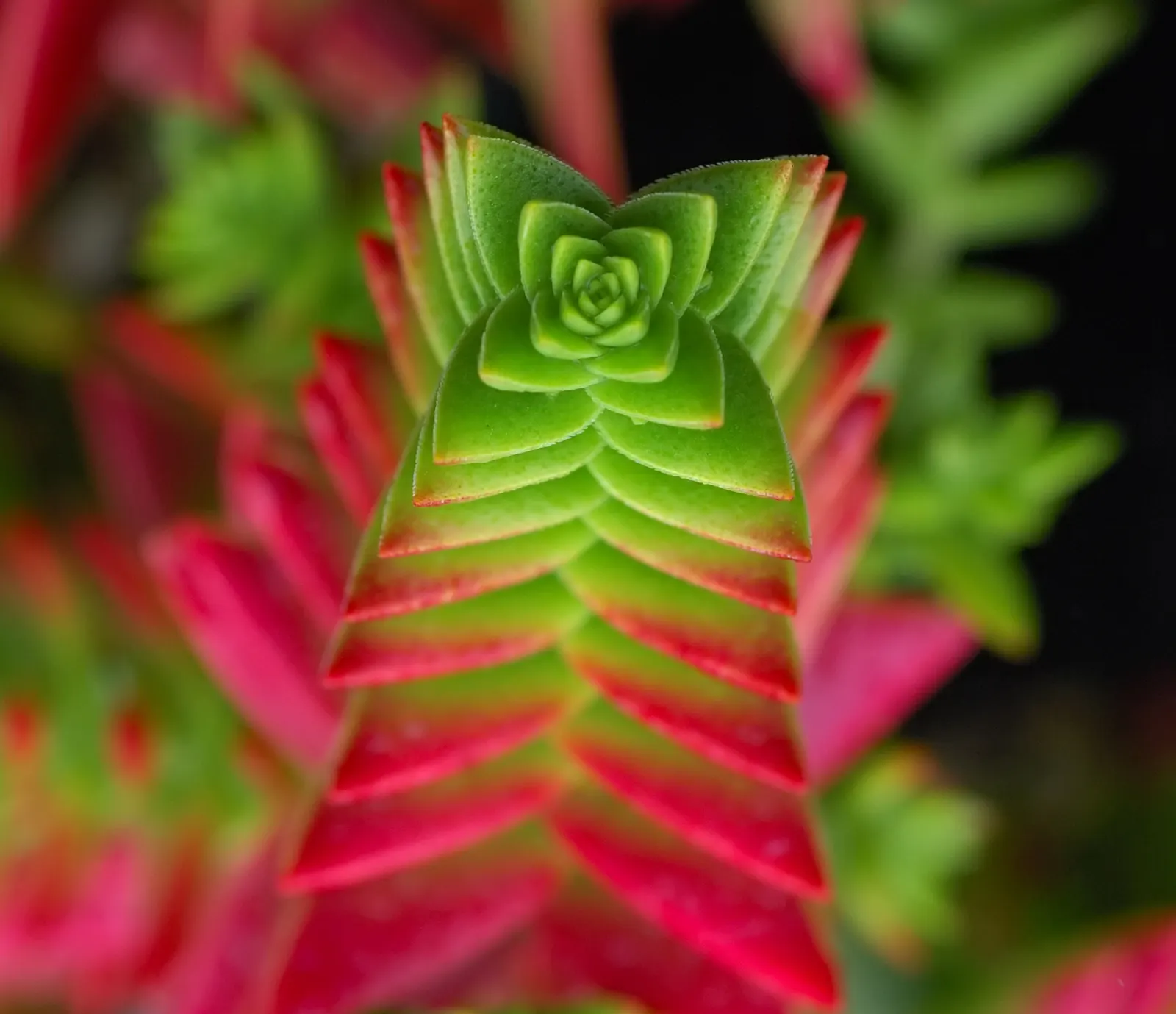 Campfire Crassula (Crassula Capitella 'Campfire') — white flowers in the garden