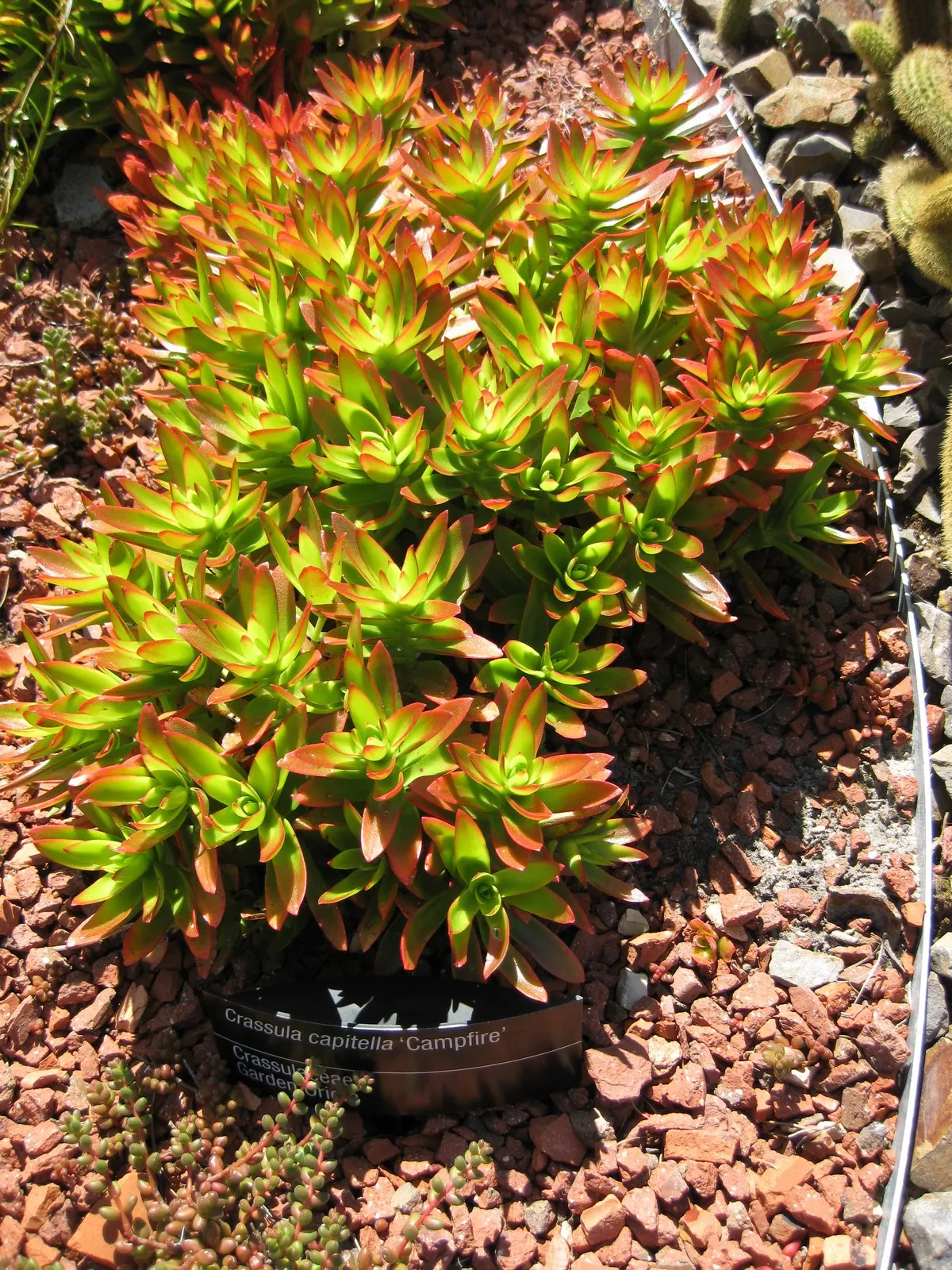 Campfire Crassula (Crassula Capitella 'Campfire') — Preferring full sun to partial shade