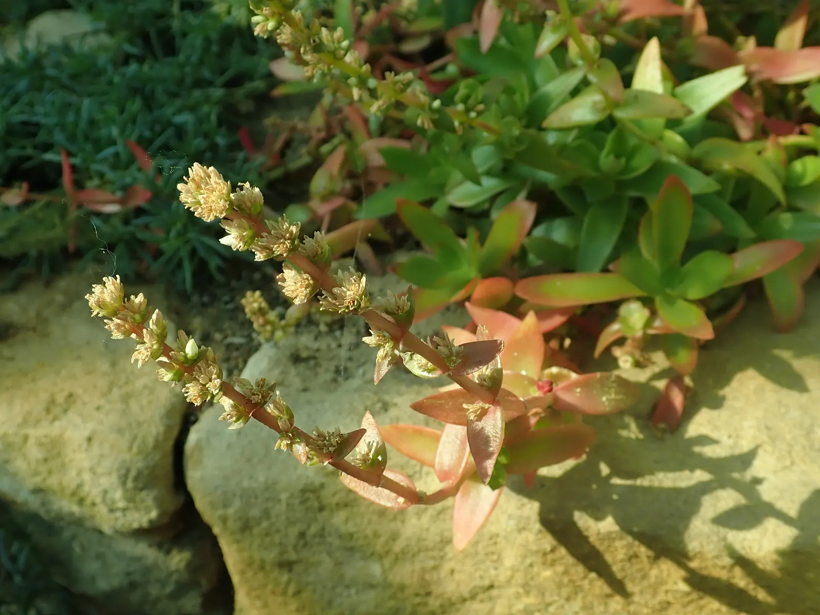 Campfire Crassula (Crassula Capitella 'Campfire') — making it ideal for xeriscaping or areas where water conservation is necessary