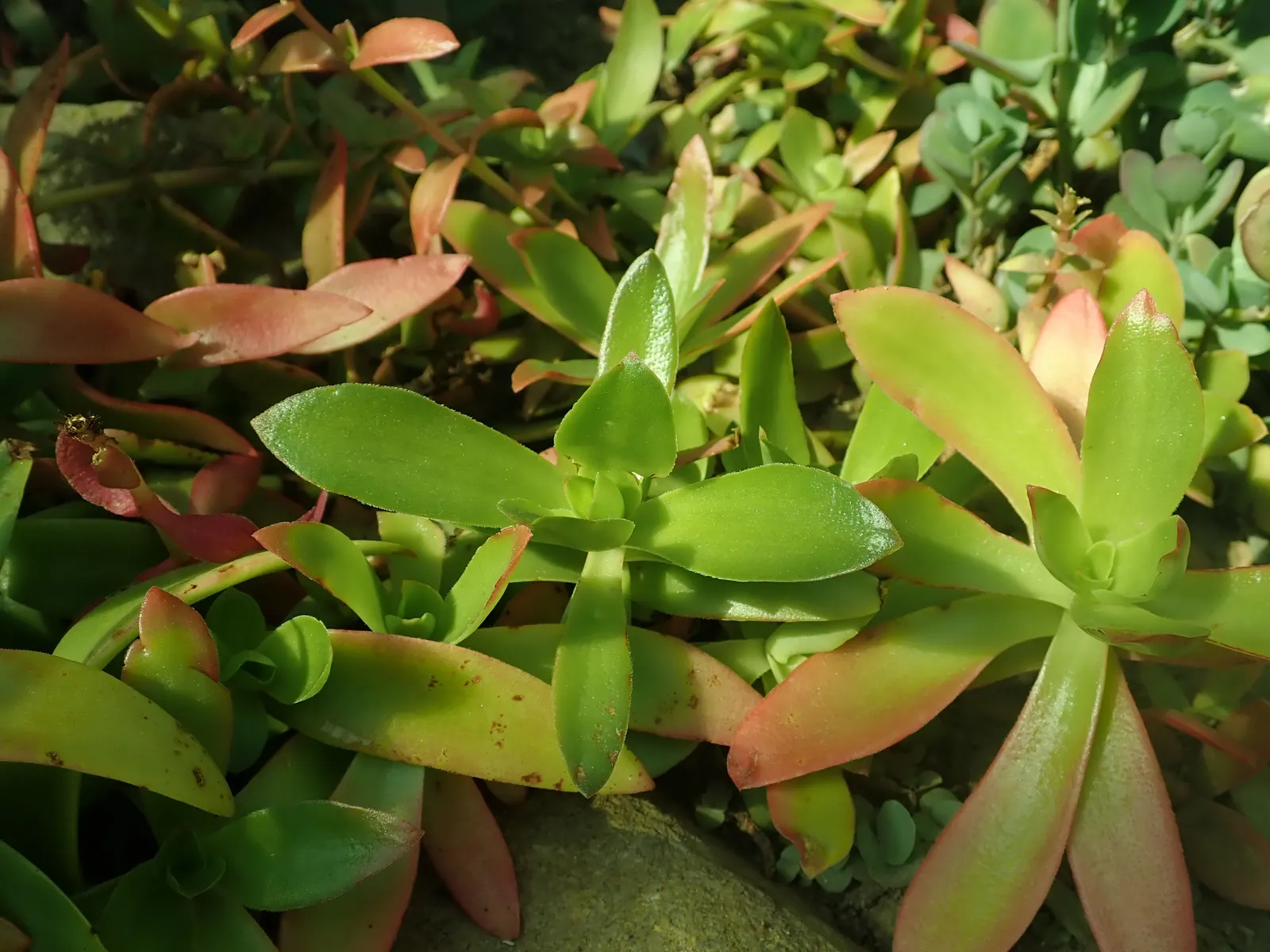 Campfire Crassula (Crassula Capitella 'Campfire') — the Campfire Crassula fits well in rock gardens