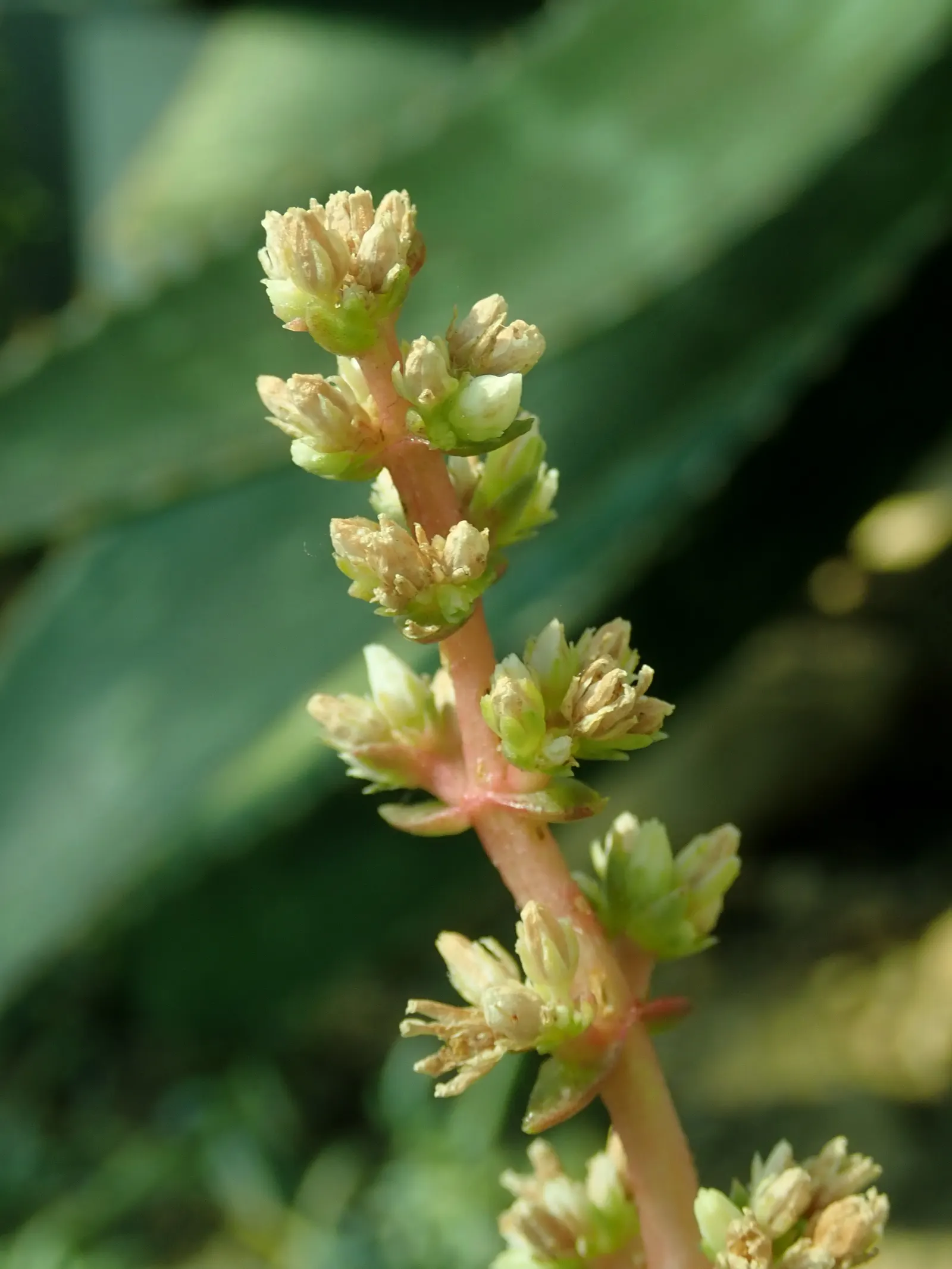 Campfire Crassula (Crassula Capitella 'Campfire') — Water requirements are modest; overwatering should be avoided to prevent root rot