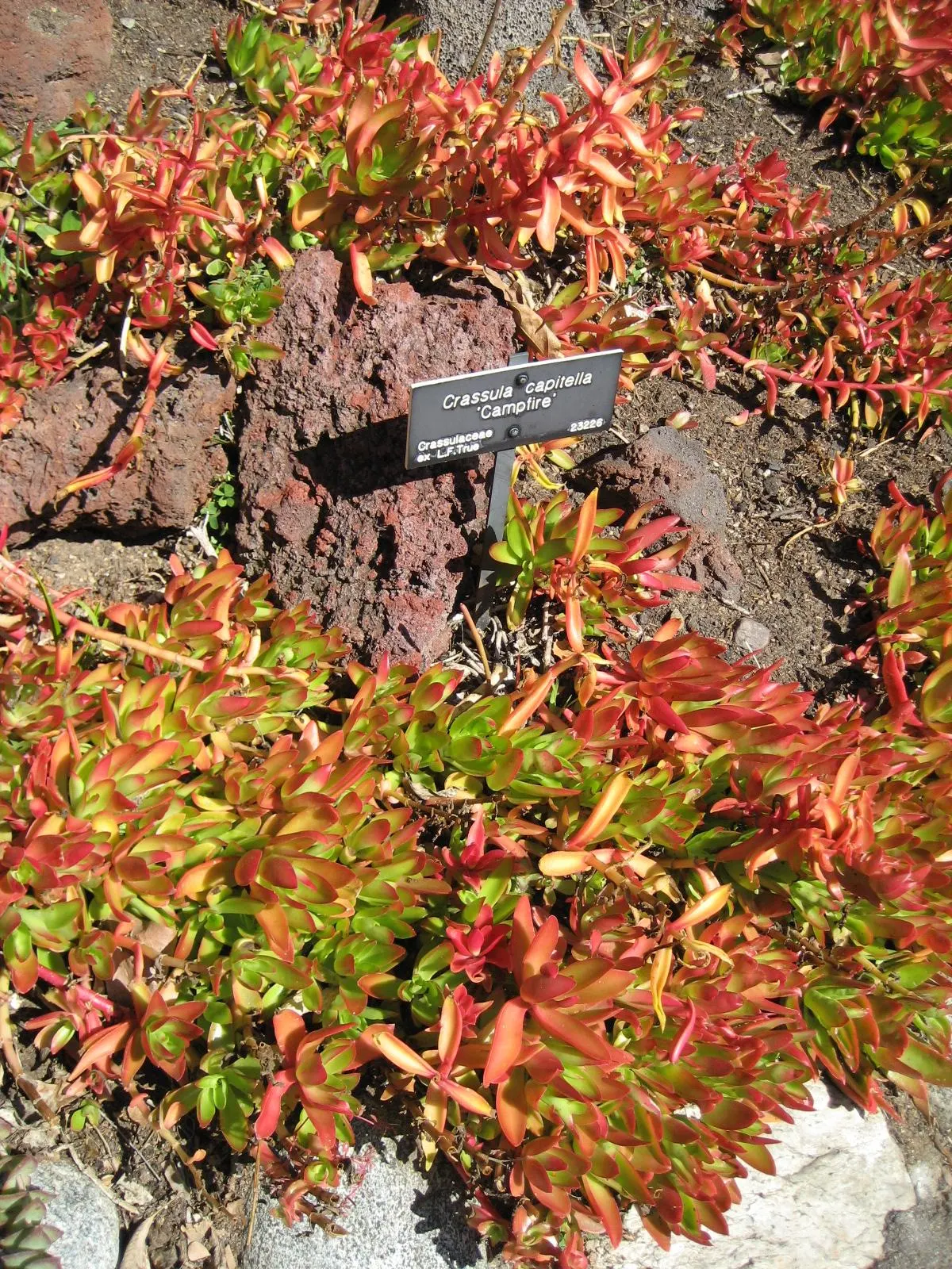 Campfire Crassula (Crassula Capitella 'Campfire') — it's hardy up to 20-30&deg;F and requires minimal watering once established