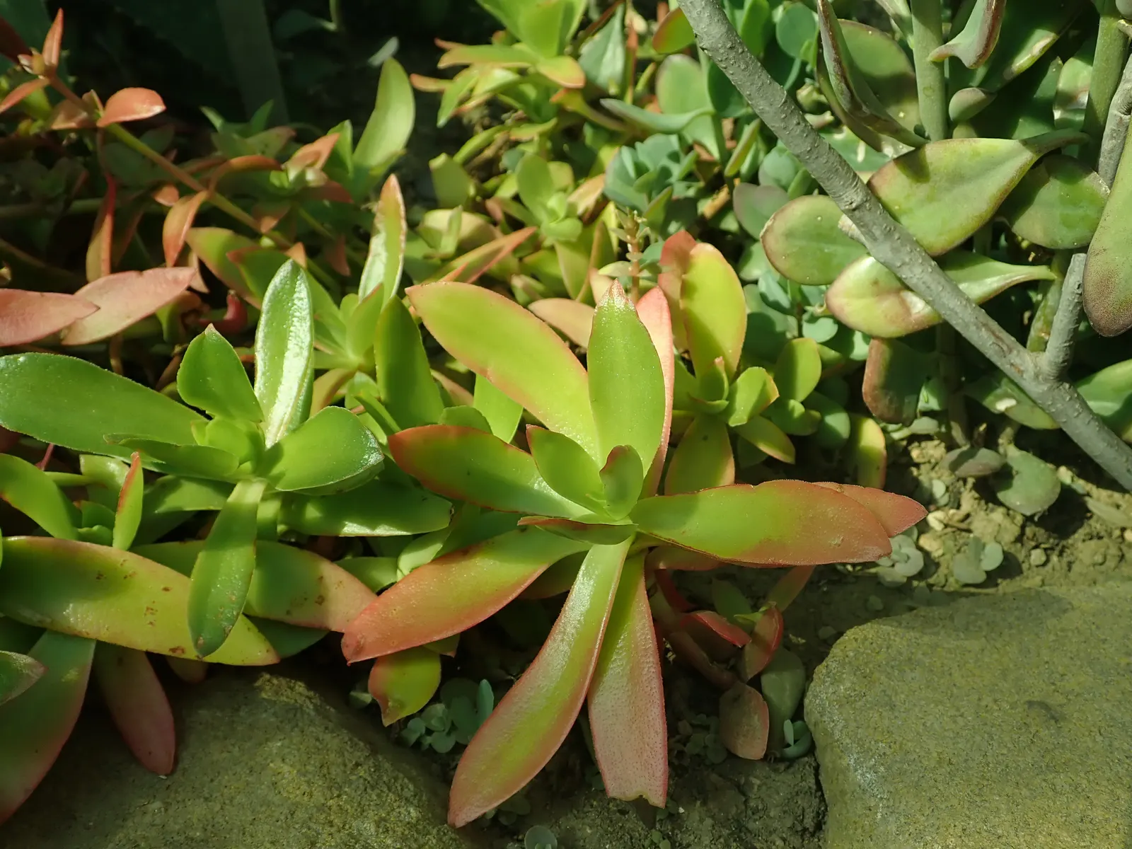 Campfire Crassula (Crassula Capitella 'Campfire') — The Campfire Crassula (Crassula capitella 'Campfire') is a striking succulent that boasts fleshy