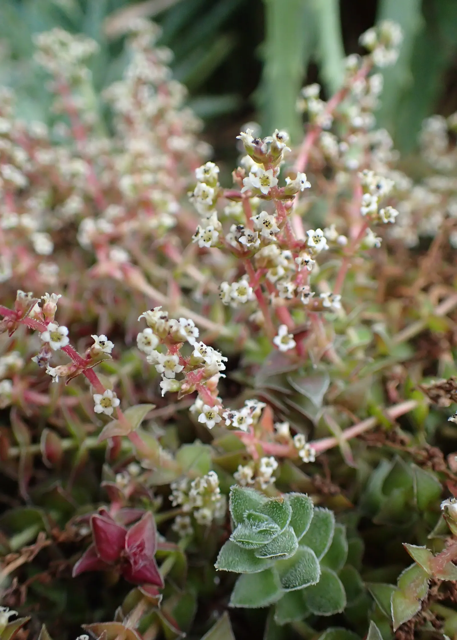 Campfire Crassula (Crassula Capitella 'Campfire') — or in container arrangements where its blazing foliage can truly shine