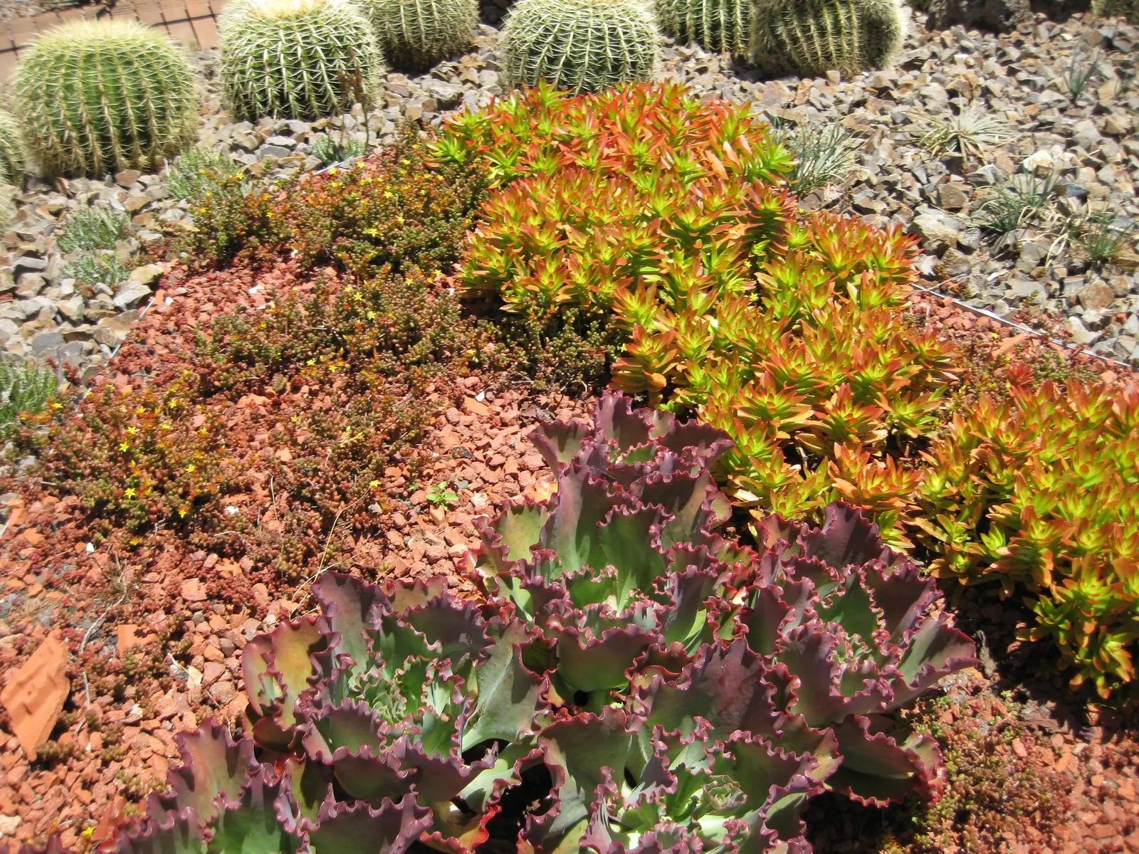 Campfire Crassula (Crassula Capitella 'Campfire') — allowing the soil to dry out between watering sessions