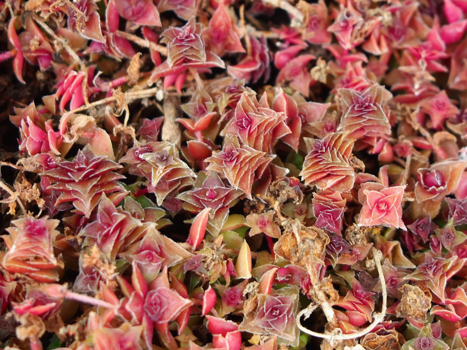 Campfire Crassula (Crassula Capitella 'Campfire') — propeller-like leaves that transition from bright green to fiery red; or in container arrangements where