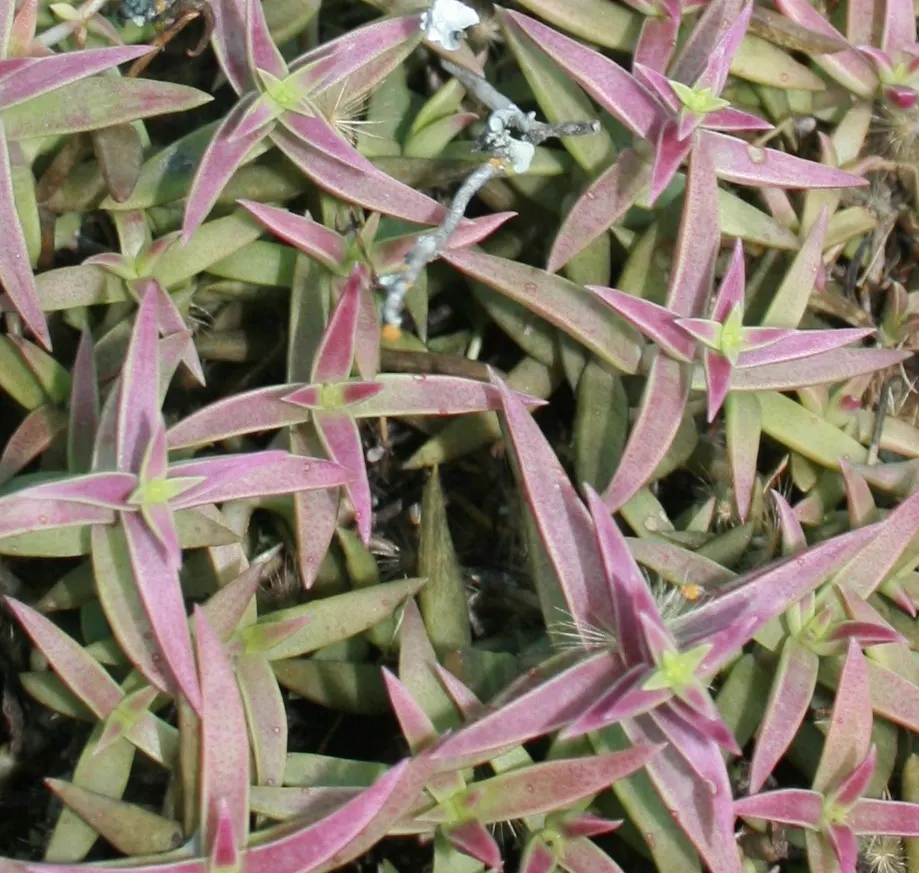 Campfire Crassula (Crassula Capitella 'Campfire') — thriving in well-draining soil