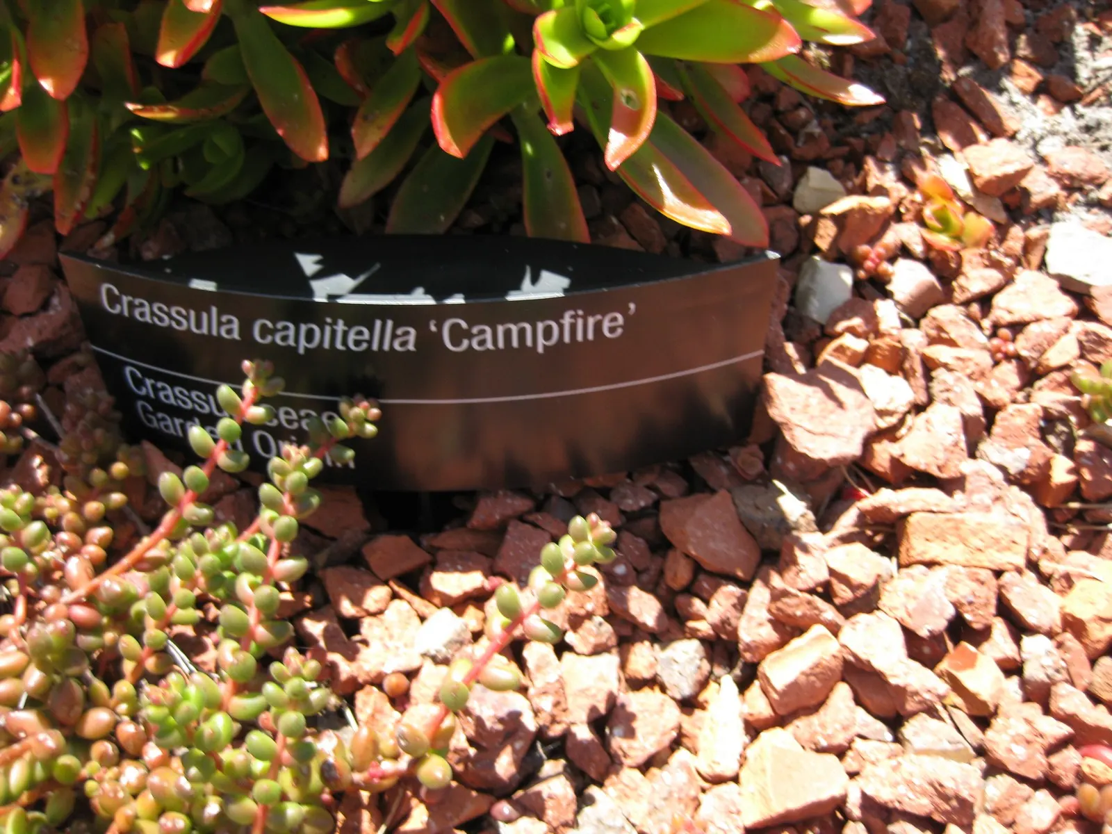 Campfire Crassula (Crassula Capitella 'Campfire') — is a vibrant and striking succulent that offers a fiery display of color in any landscape design