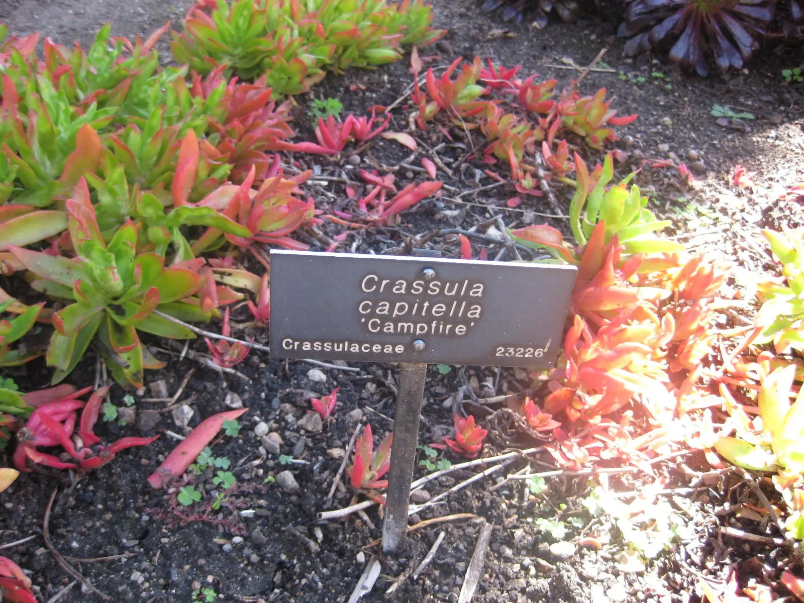 Campfire Crassula (Crassula Capitella 'Campfire') — propeller-like leaves that transition from bright green to fiery red