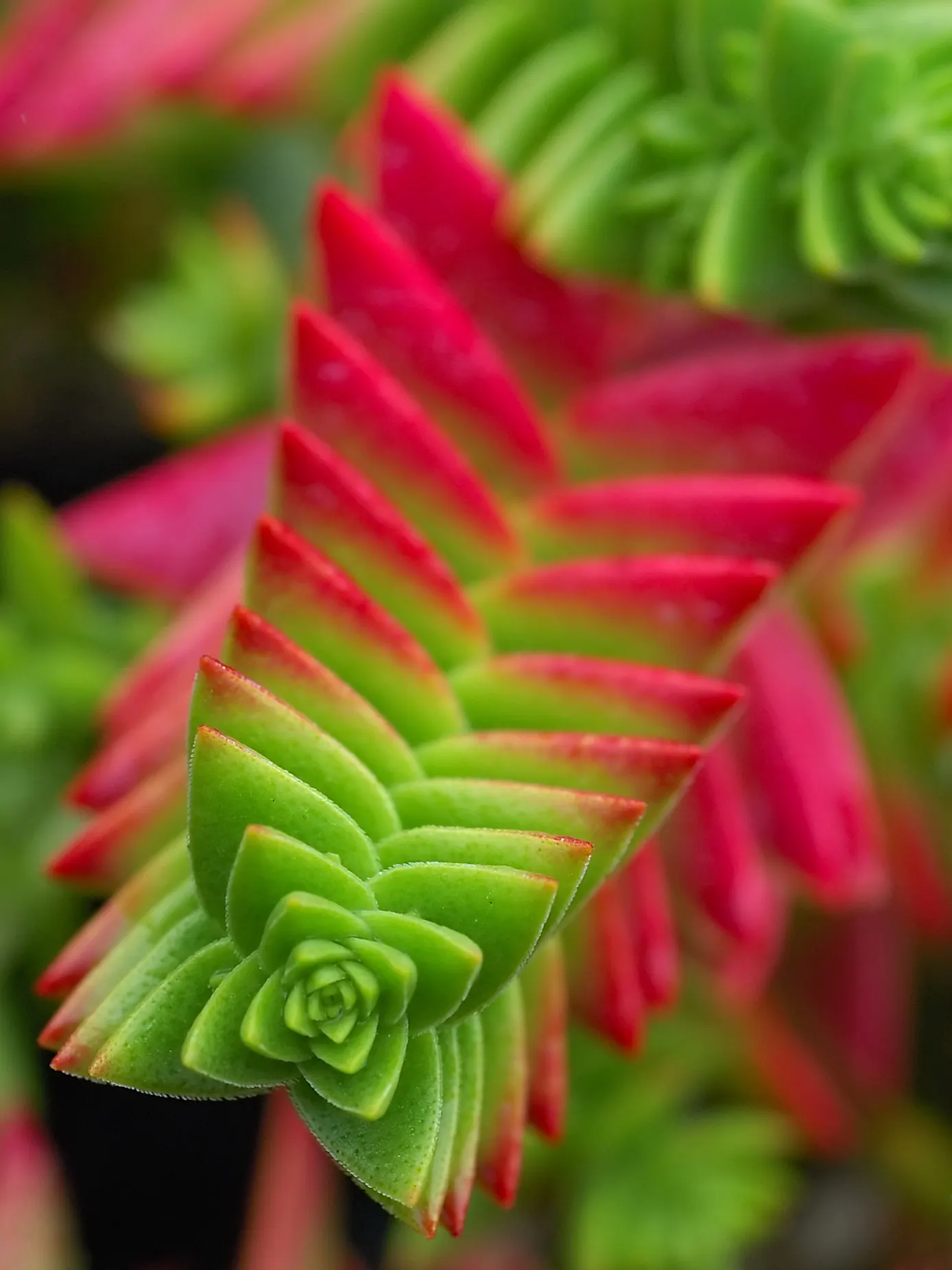 Campfire Crassula (Crassula Capitella 'Campfire') — succulent for full or half or shade