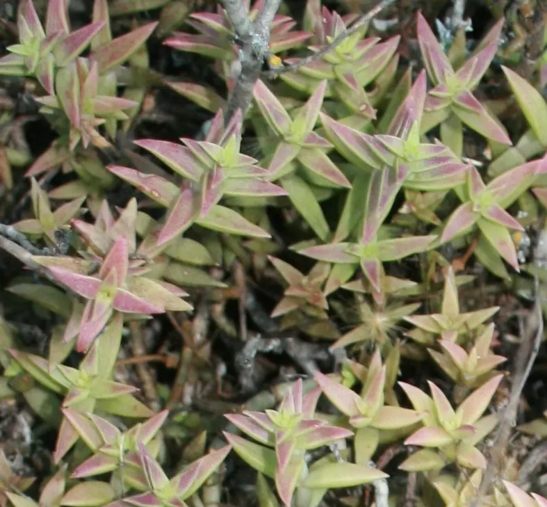 Campfire Crassula (Crassula Capitella 'Campfire') — succulent with white blooms