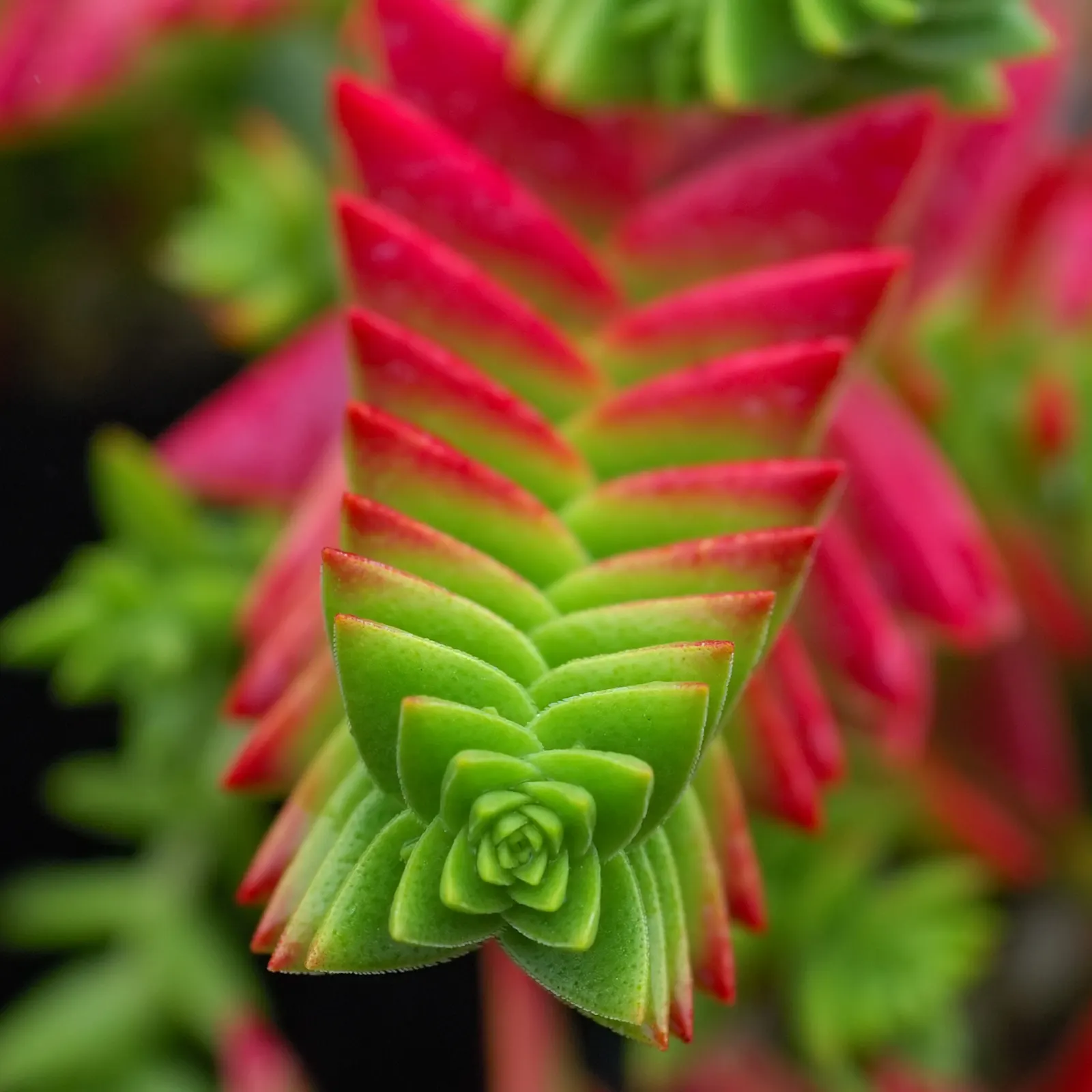 Campfire Crassula (Crassula Capitella 'Campfire') — which are the focal point of this plant's performance in your garden