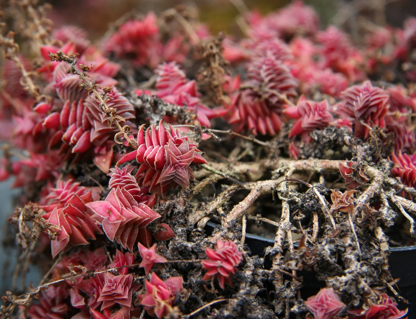 Campfire Crassula (Crassula Capitella 'Campfire') — offering a vivid ground cover or accent in drought-resistant landscapes