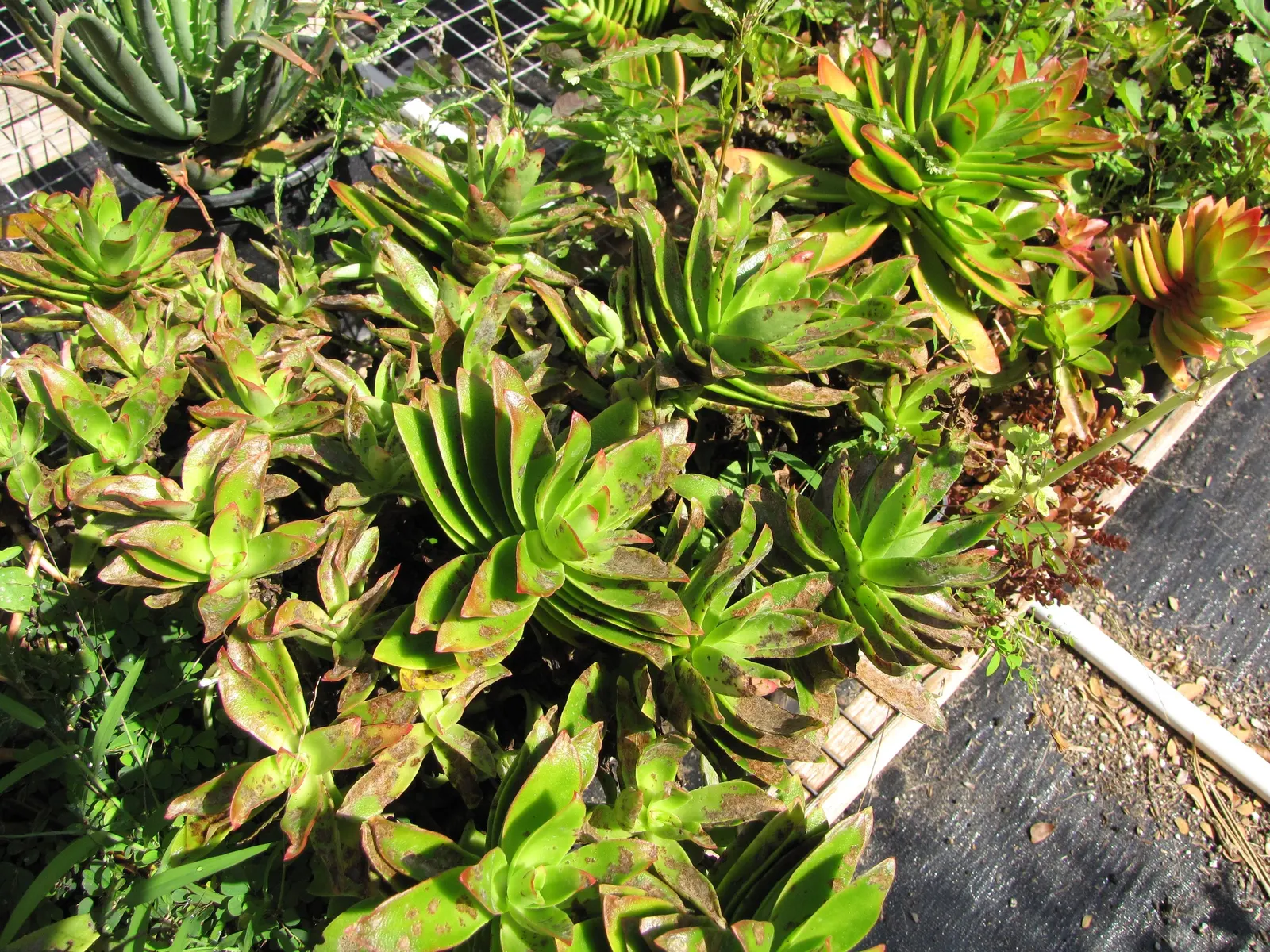 Campfire Crassula (Crassula Capitella 'Campfire') — unassuming white flowers may emerge