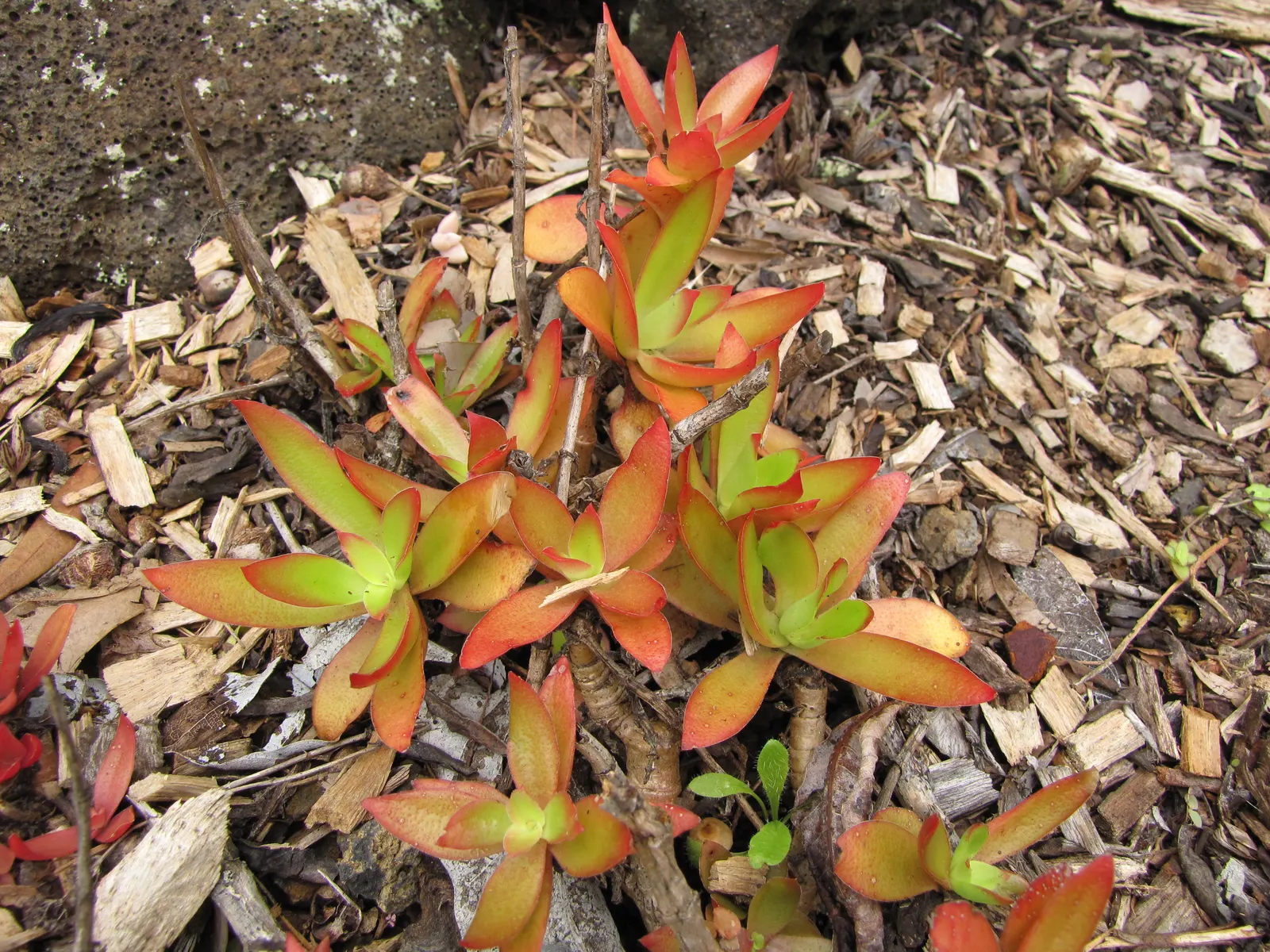 Campfire Crassula (Crassula Capitella 'Campfire') — the true appeal lies in its ever-changing leaves