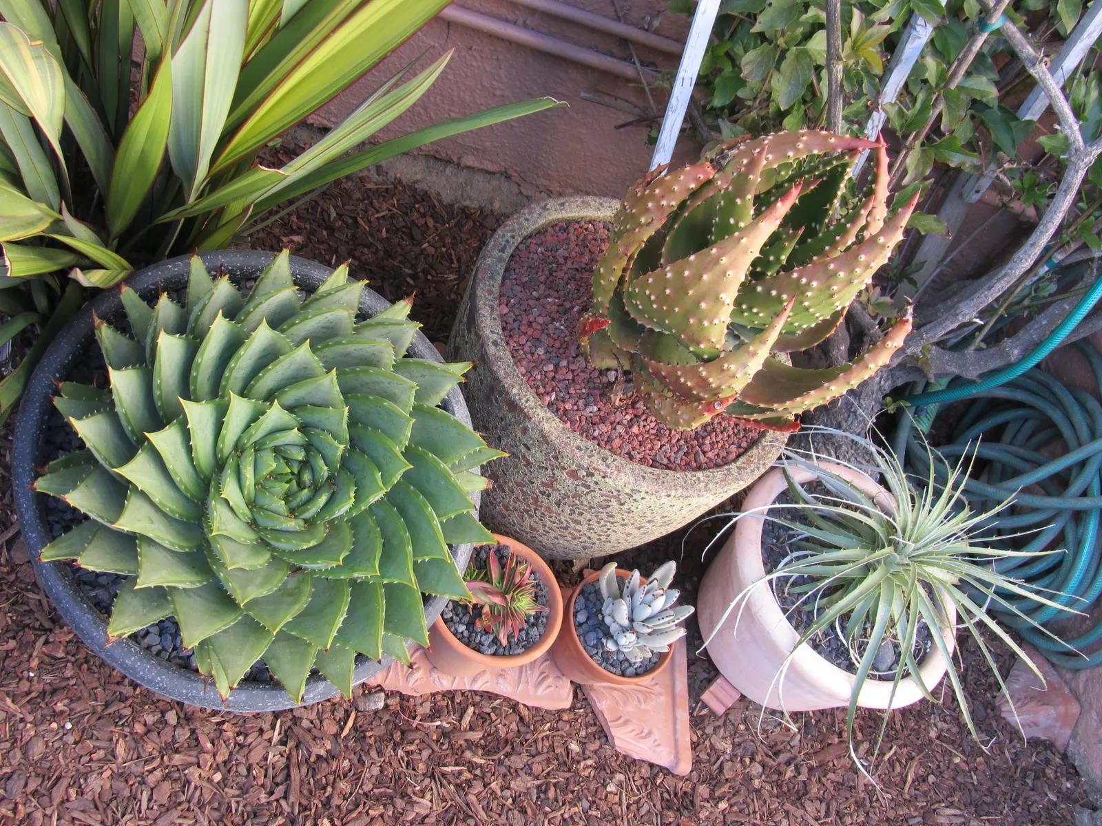 Campfire Crassula (Crassula Capitella 'Campfire') — adding a delicate touch to the plant's striking foliage