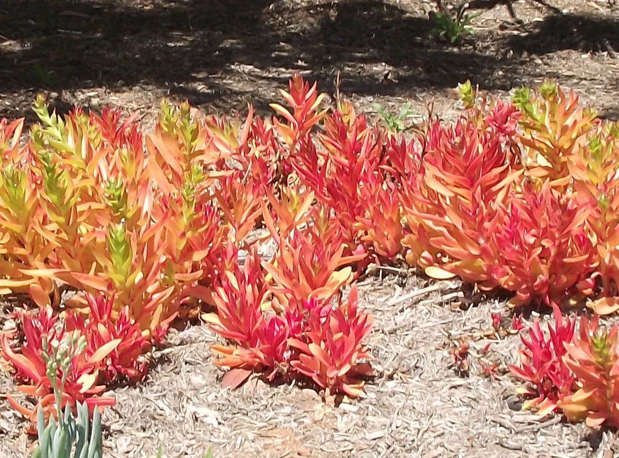 Campfire Crassula (Crassula Capitella 'Campfire') — is optimal.<br><br>During the summer
