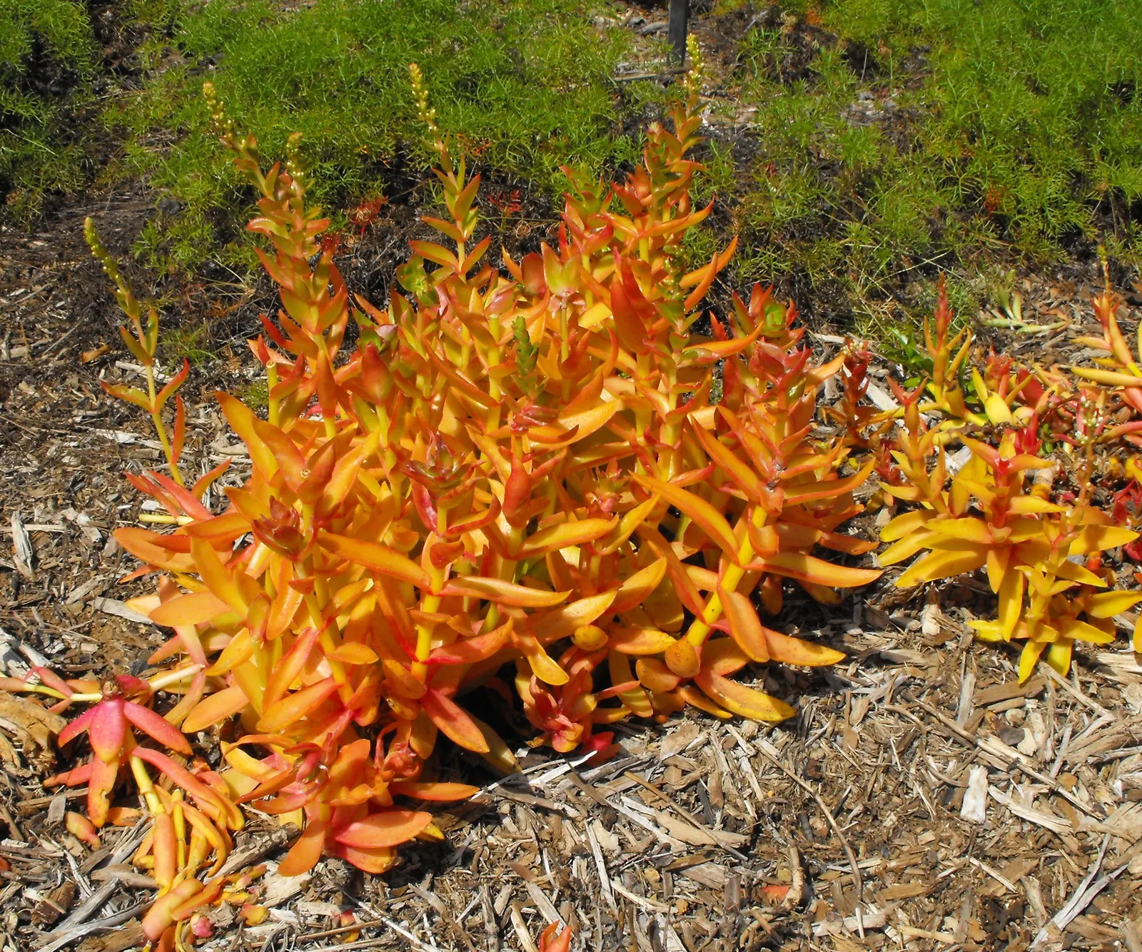 Campfire Crassula (Crassula Capitella 'Campfire') — commonly known as Campfire Crassula
