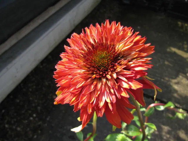 Hot Papaya Coneflower (Echinacea 'Hot Papaya') — Standing at a stately height of 30-36 inches with an 18-24 inch spread