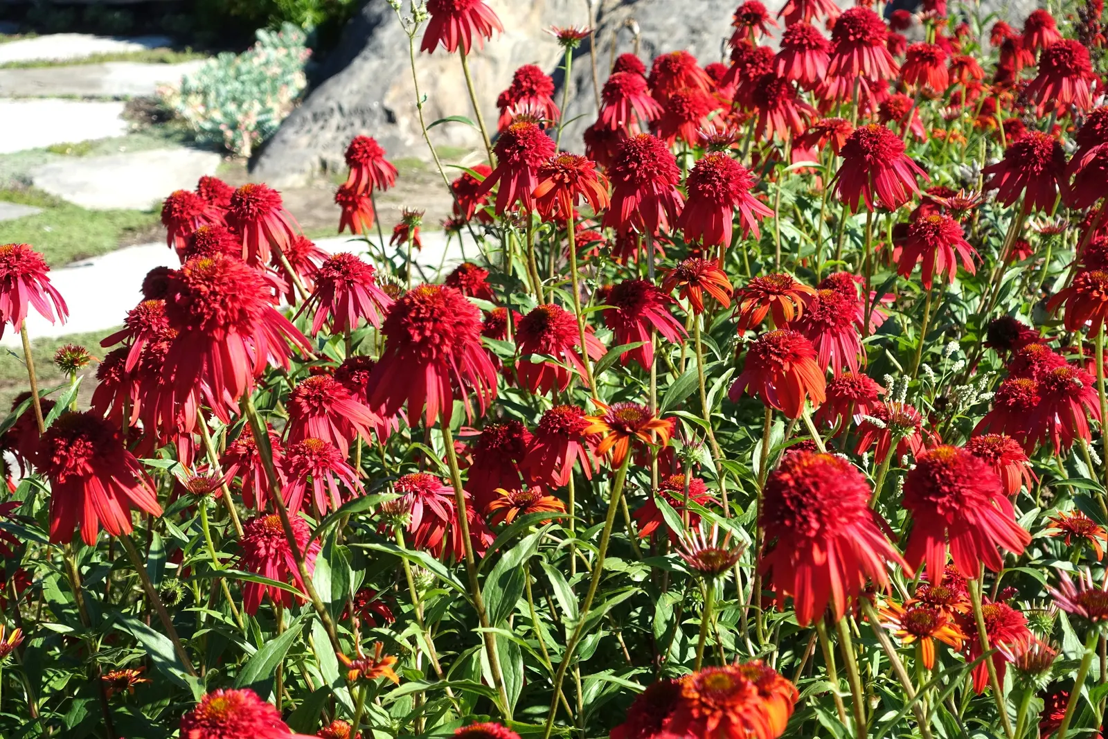 Hot Papaya Coneflower (Echinacea 'Hot Papaya') — double scarlet-orange blooms up to 3 inches across