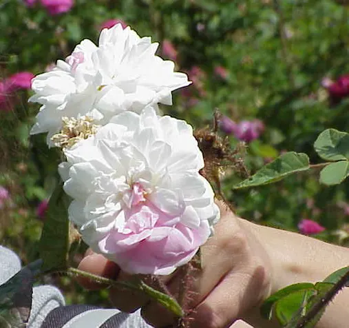 Moss Rose Selections (Rosa Moss Roses) — with a spread of 3 to 4 feet; offering a prolonged display of beauty.<br><br>Growing to a height of about 4 to 6 feet
