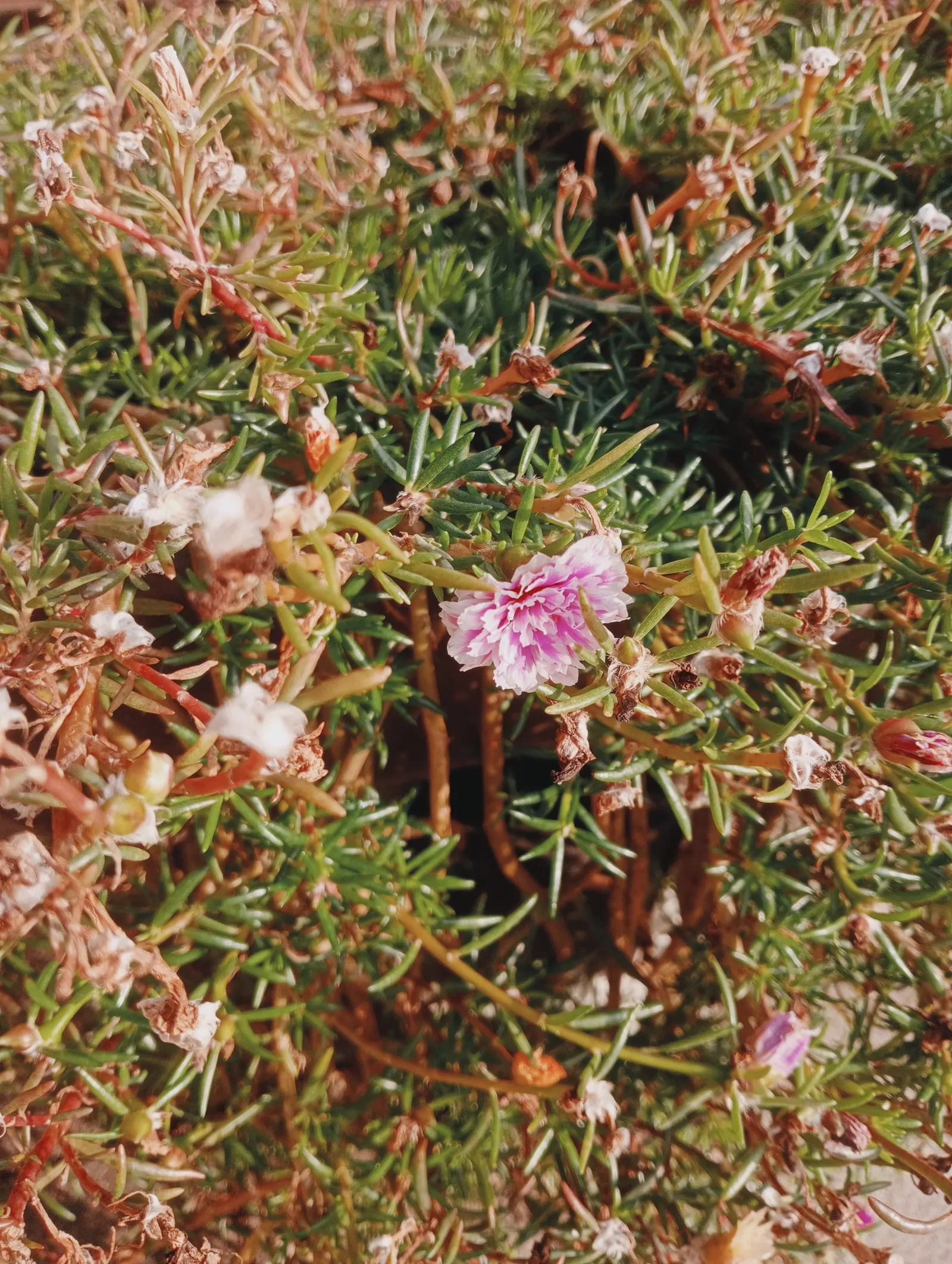 Moss Rose Selections (Rosa Moss Roses) — Reaching a height of 3-6 feet, they perform best in full sun with well-drained soil; shrub for full or half, image 54