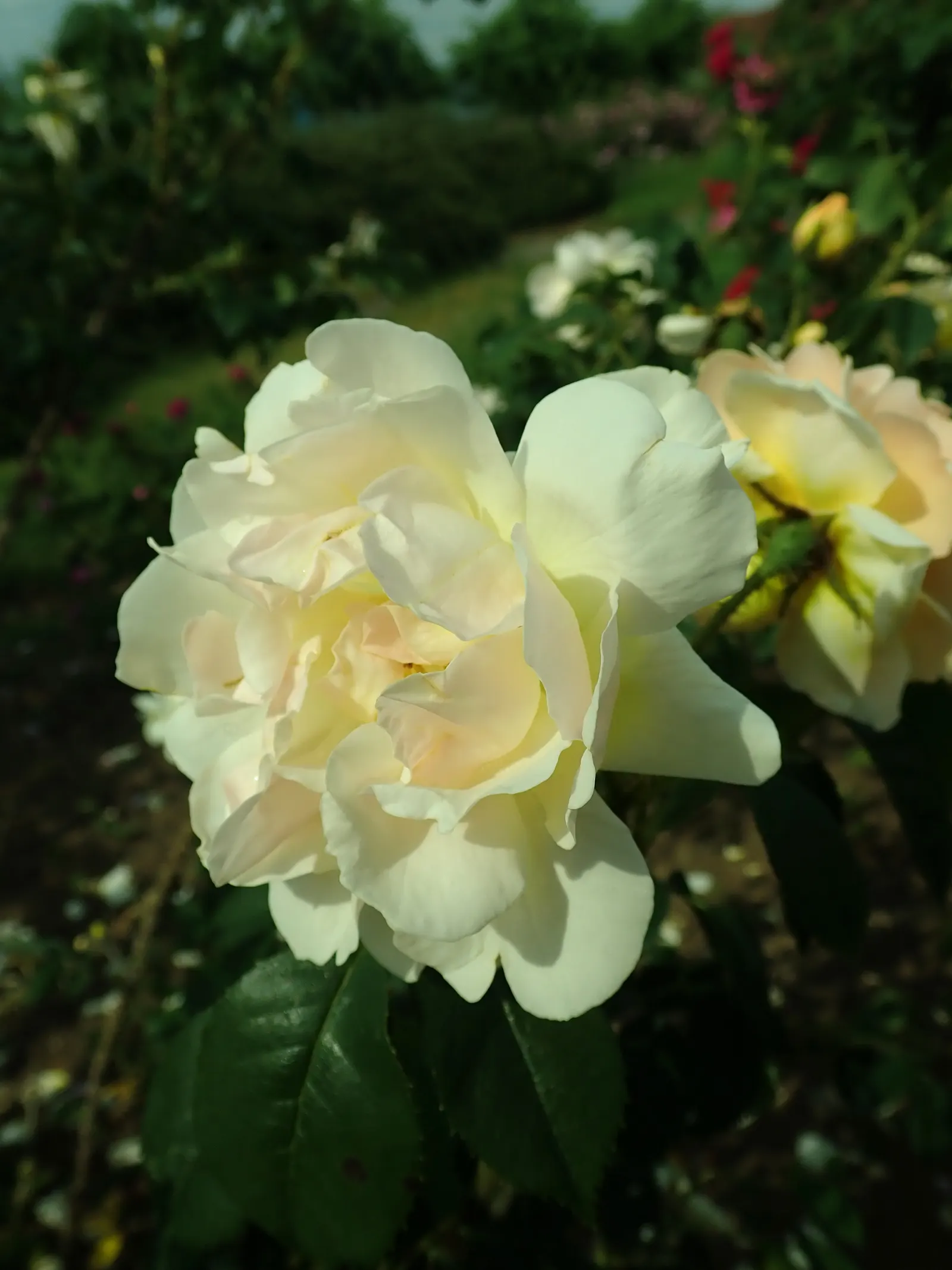 Moss Rose Selections (Rosa Moss Roses) — and should be planted in well-drained soil with good air circulation to prevent disease; they perform best in full