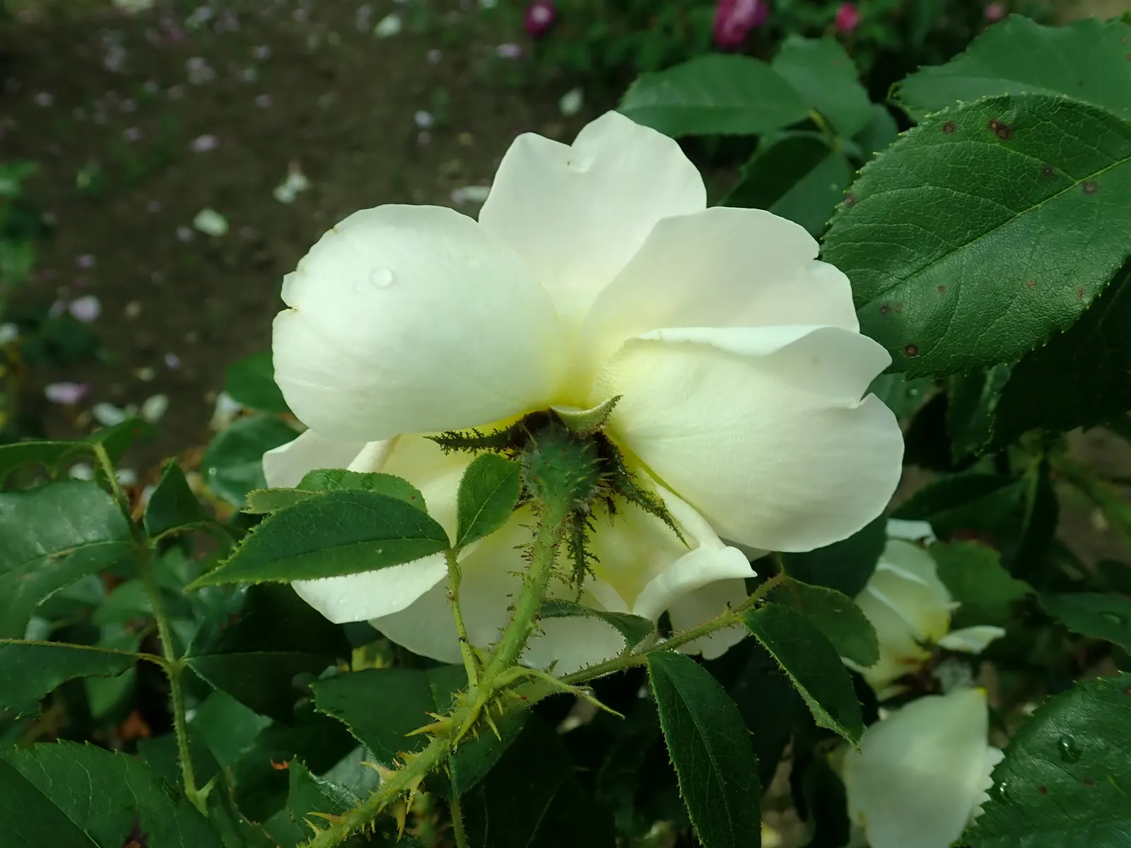 Moss Rose Selections (Rosa Moss Roses) — This provides an attractive verdant accent even before the buds open, image 63