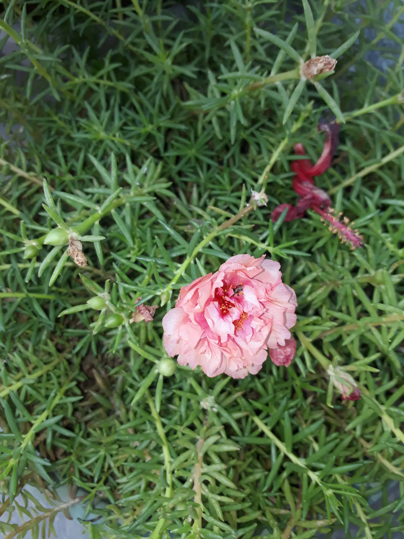 Moss Rose Selections (Rosa Moss Roses) — Moss Rose, a variant of Rosa centifolia, boasts a unique charm with its moss-like growth on stems and, image 51