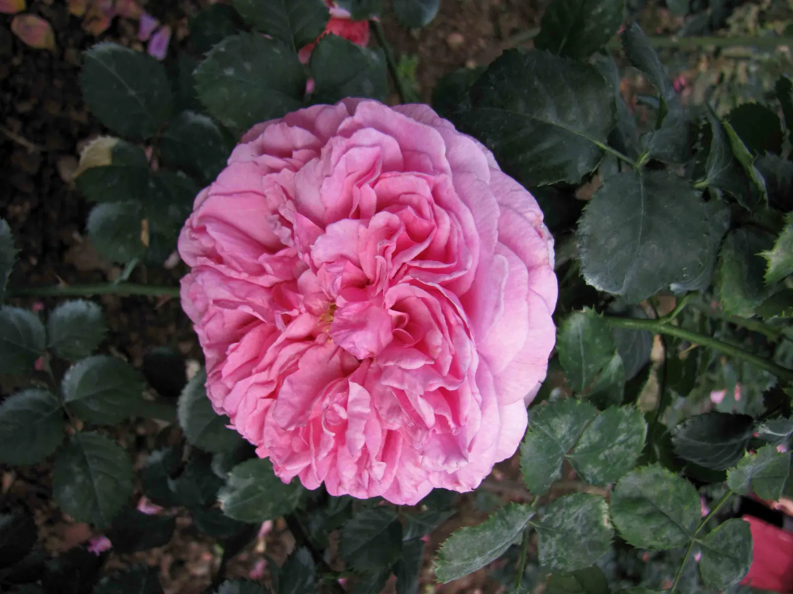 Moss Rose Selections (Rosa Moss Roses) — This provides an attractive verdant accent even before the buds open