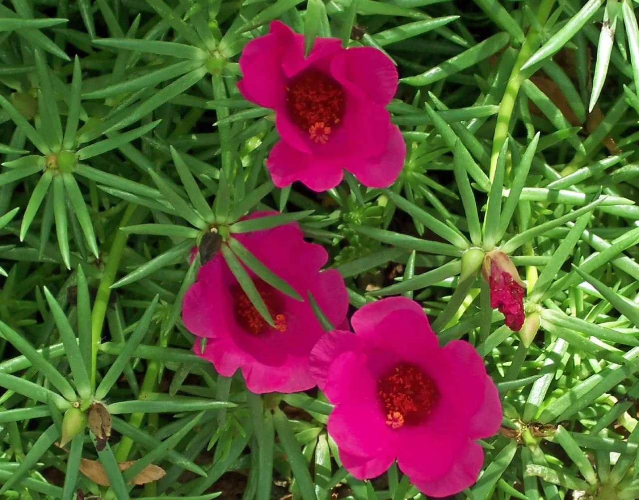 Moss Rose Selections (Rosa Moss Roses) — but can also be found in hues of white and purple