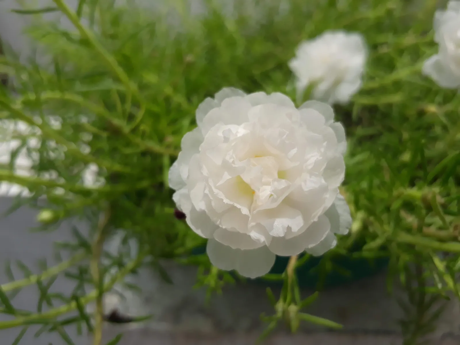 Moss Rose Selections (Rosa Moss Roses) — which is actually a mutation of the plant\'s sepals