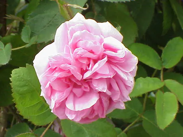 Moss Rose Selections (Rosa Moss Roses) — requiring at least 6 hours of direct light per day; which is actually a mutation of the plant\'s sepals