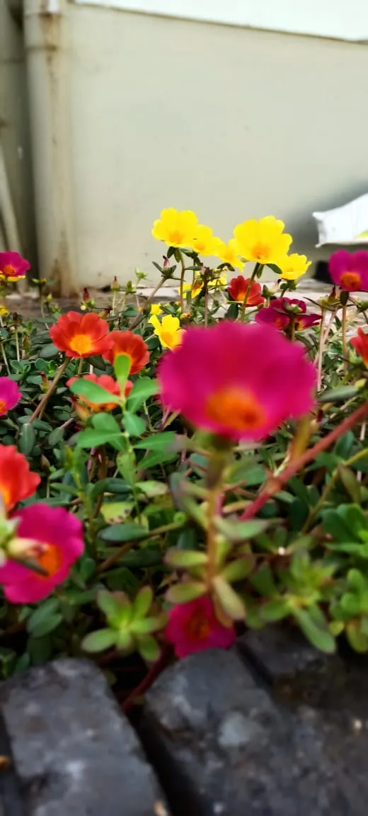 Moss Rose Selections (Rosa Moss Roses) — shrub with pink blooms