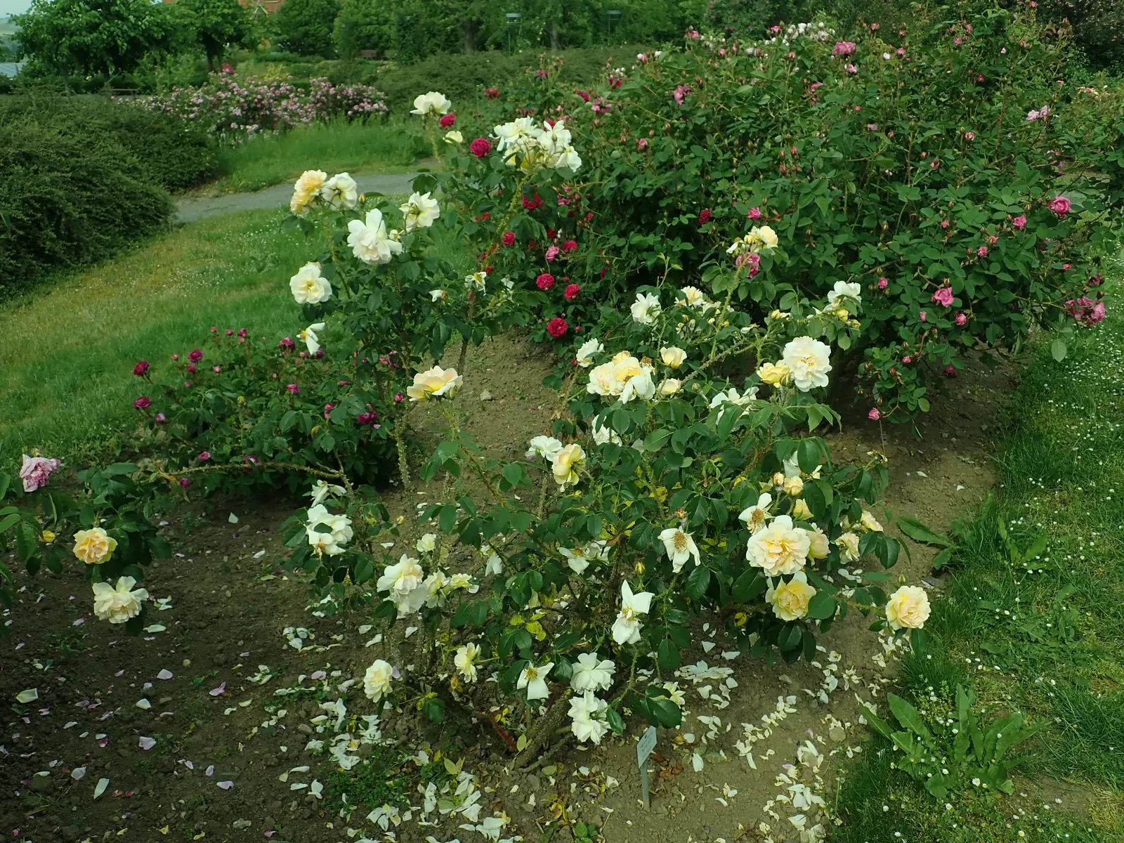 Moss Rose Selections (Rosa Moss Roses) — Ideal for creating a classic, romantic landscape aspect with a touch of textural intrigue; this plant is a, image 55