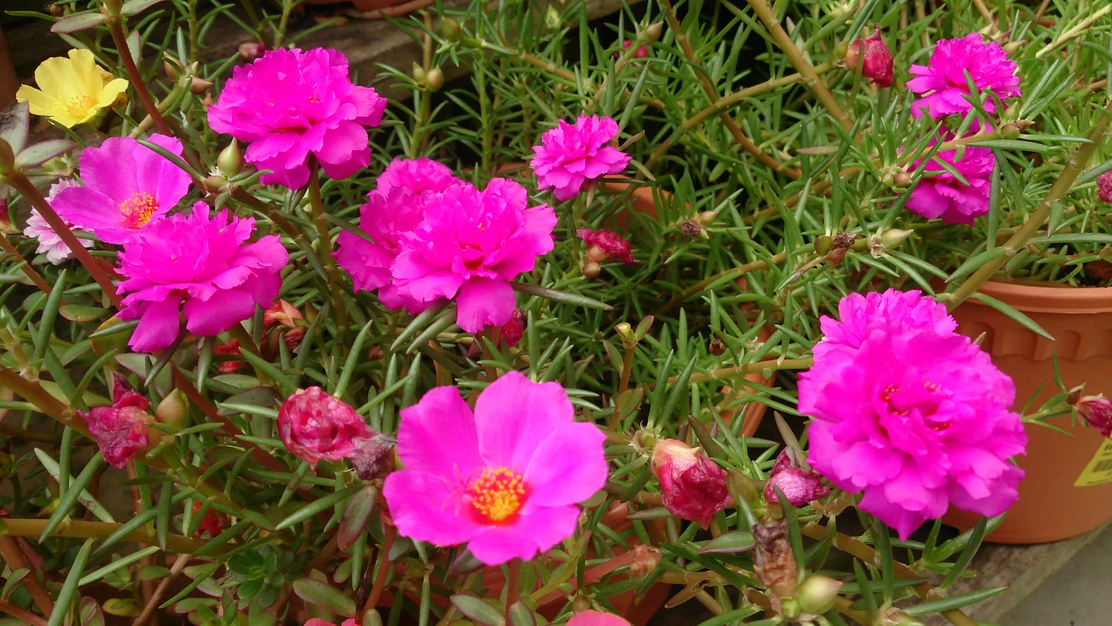 Moss Rose Selections (Rosa Moss Roses) — shrub for full or half; giving the client a sense of historical elegance alongside contemporary garden luxury