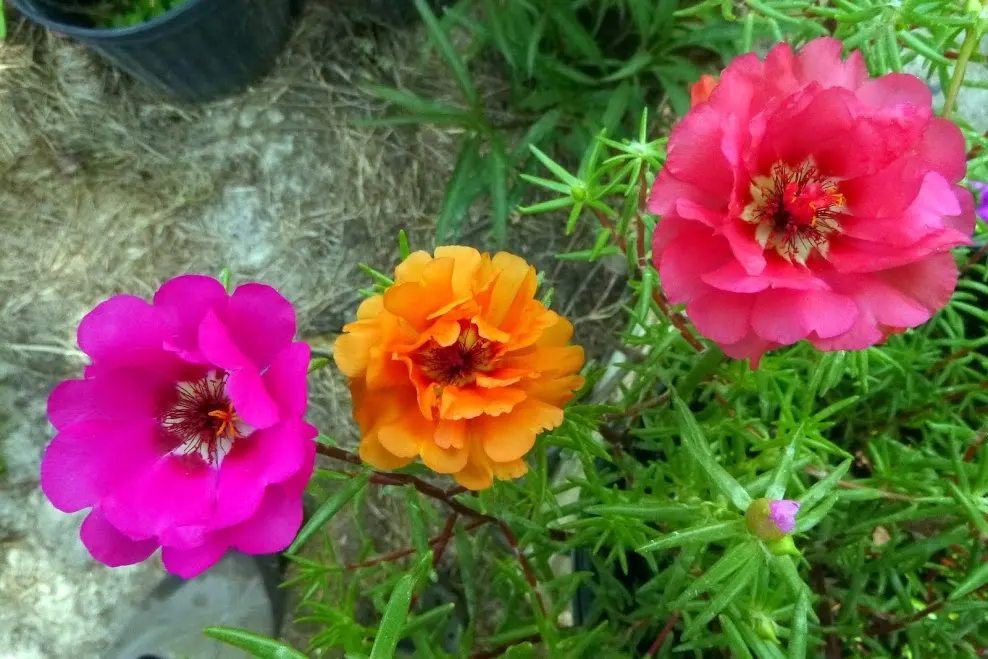 Moss Rose Selections (Rosa Moss Roses) — Originating from the *Rosa centifolia*
