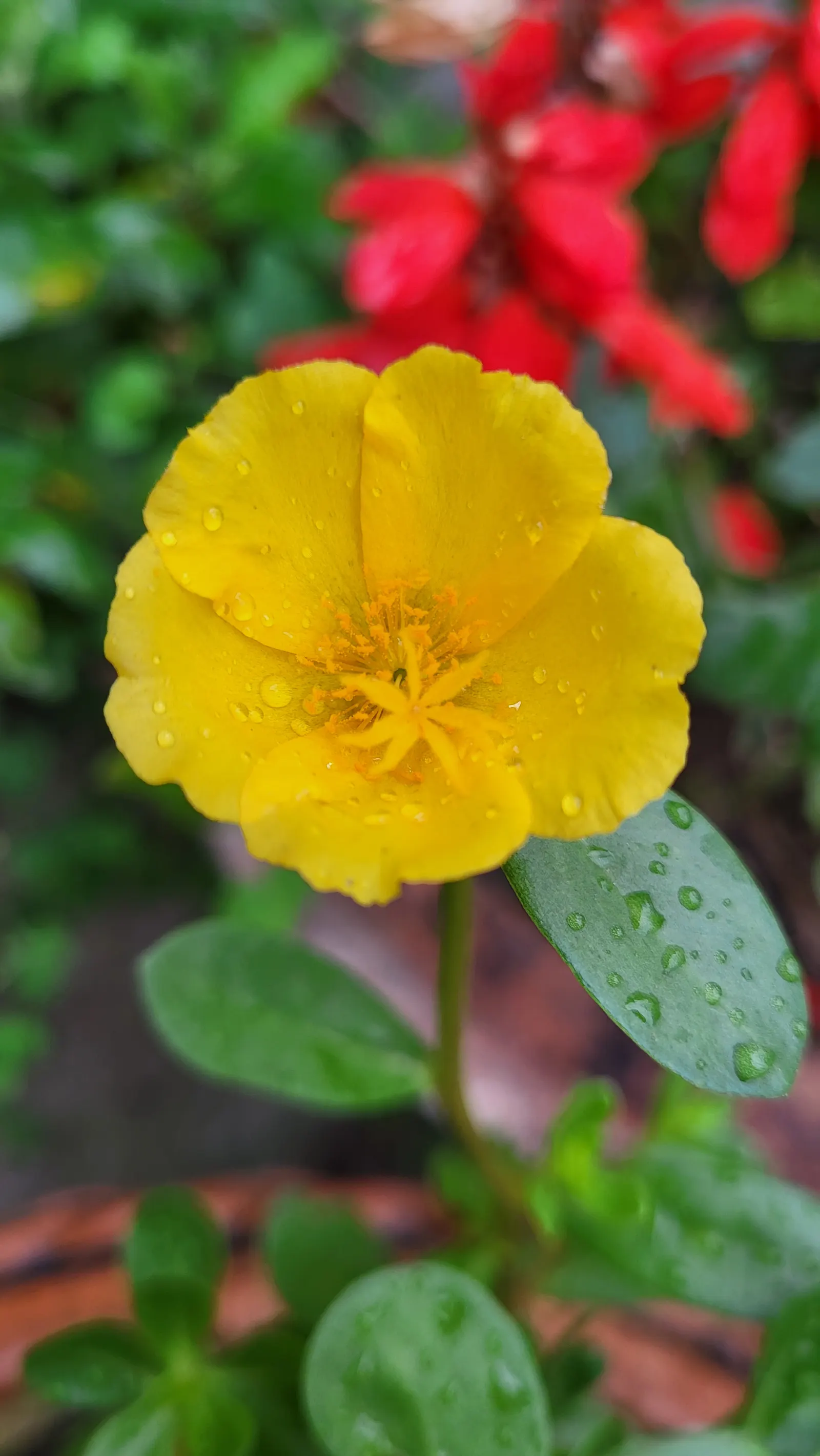 Moss Rose Selections (Rosa Moss Roses) — They perform best in full sunlight; ideal for creating a classic, romantic landscape aspect with a touch, image 69