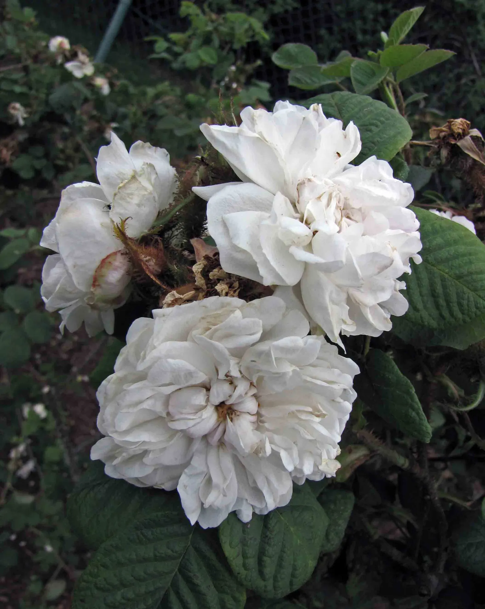 Moss Rose Selections (Rosa Moss Roses) — Moss Roses are ideal for borders or as a specimen plant; pink flowers in the garden, image 68