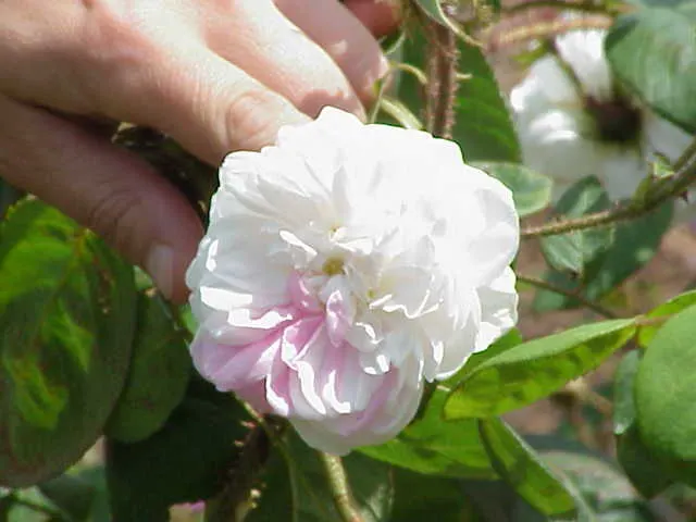 Moss Rose Selections (Rosa Moss Roses) — which is actually a mutation of the plant\'s sepals; scientifically known as *Rosa centifolia muscosa*