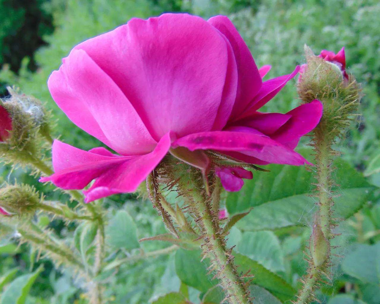 Moss Rose Selections (Rosa Moss Roses) — scientifically known as *Rosa centifolia muscosa*; spanning roughly 2 to 3 inches across