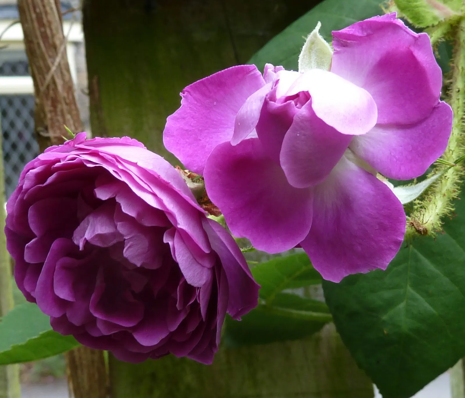 Moss Rose Selections (Rosa Moss Roses) — These heirloom perennials feature fragrant