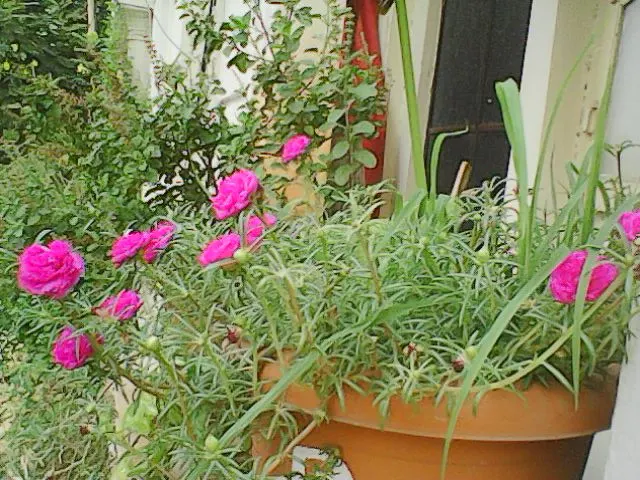 Moss Rose Selections (Rosa Moss Roses) — scientifically known as *Rosa centifolia muscosa*