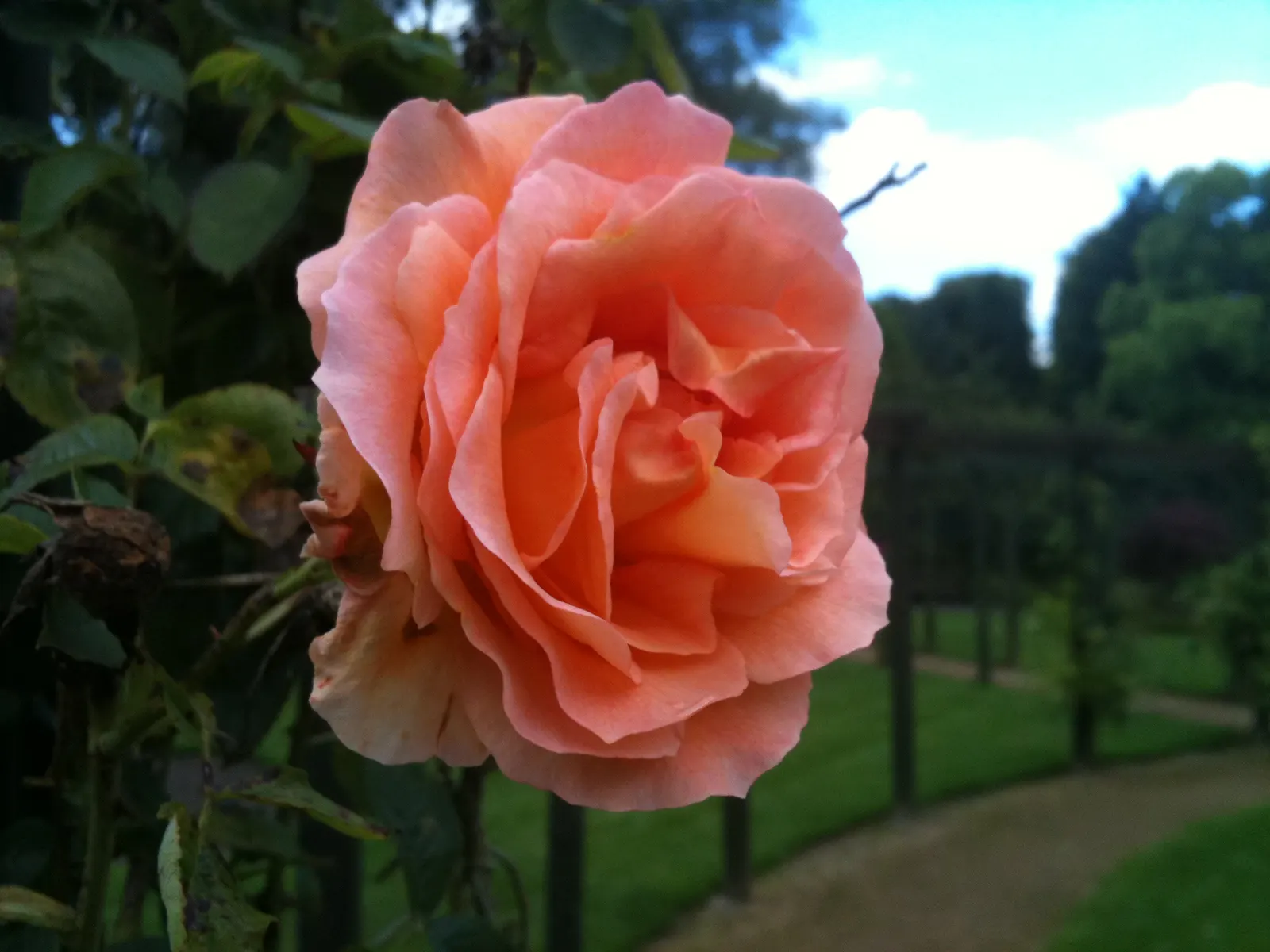 Moss Rose Selections (Rosa Moss Roses) — shrub for full or half