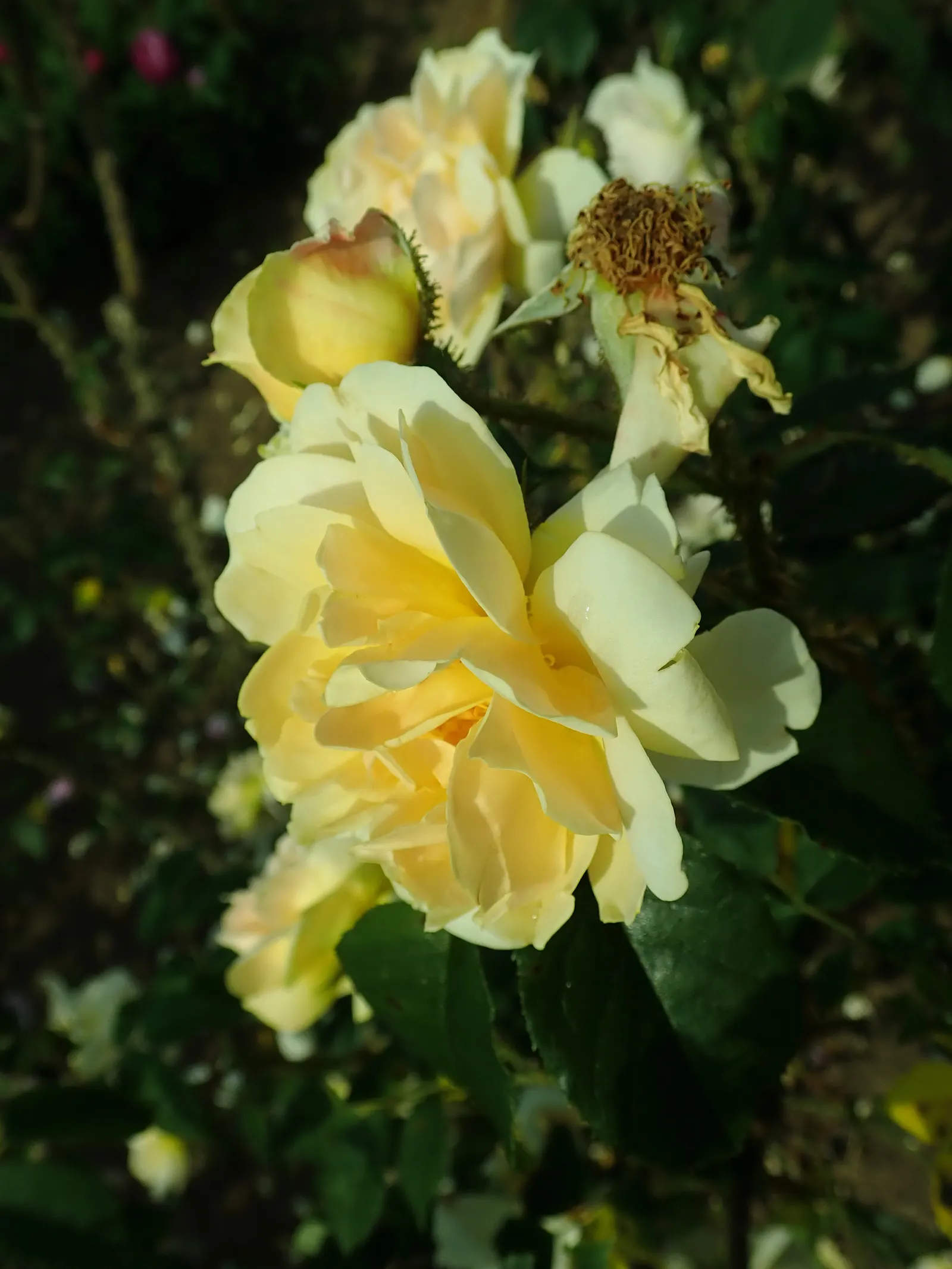 Moss Rose Selections (Rosa Moss Roses) — These heirloom perennials feature fragrant; but can also be found in hues of white and purple, image 52