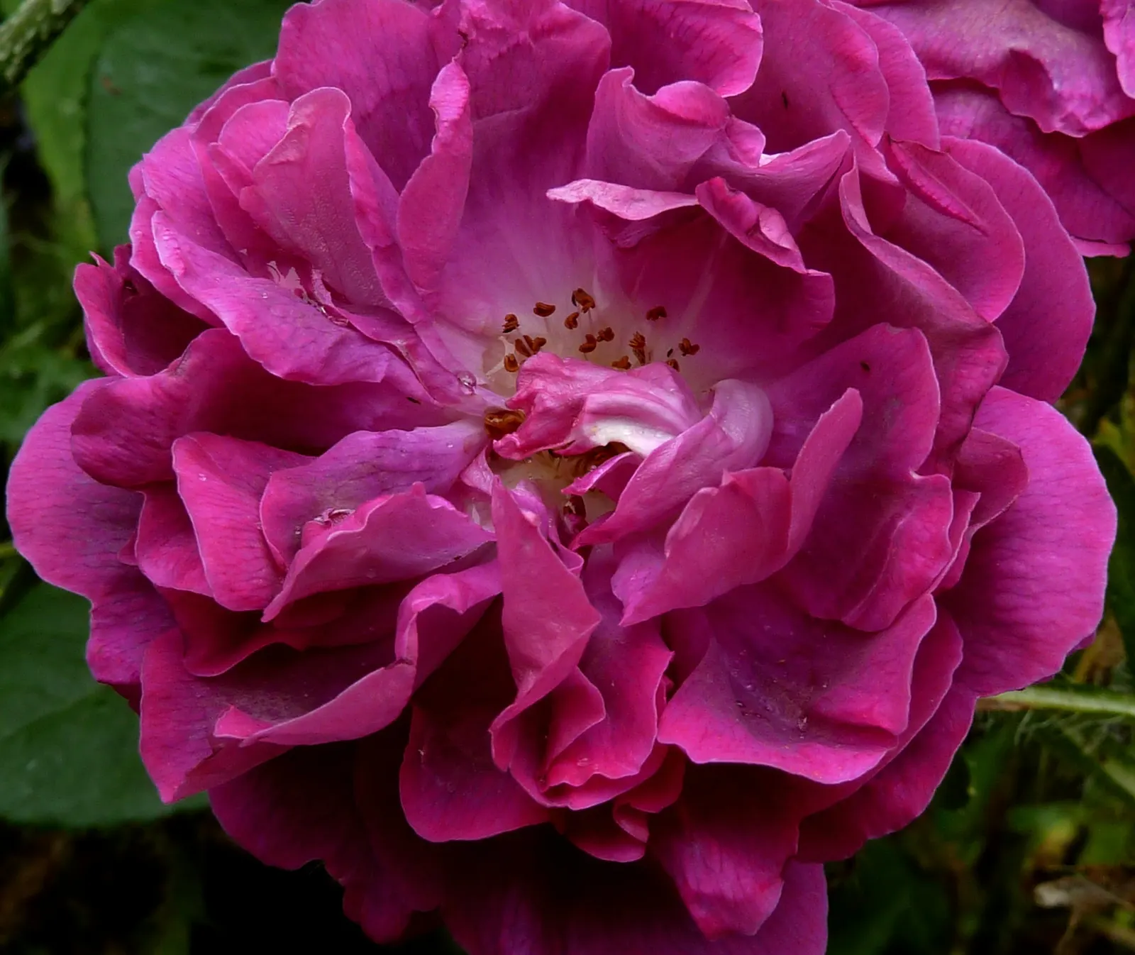 Moss Rose Selections (Rosa Moss Roses) — Reaching a height of 3-6 feet, they perform best in full sun with well-drained soil