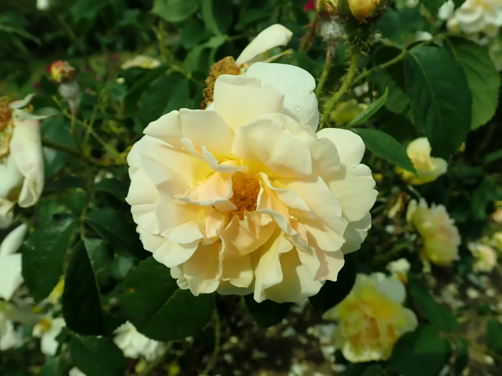 Moss Rose Selections (Rosa Moss Roses) — Moss Roses boast the same full; globular blooms typically seen in shades of pink, image 59